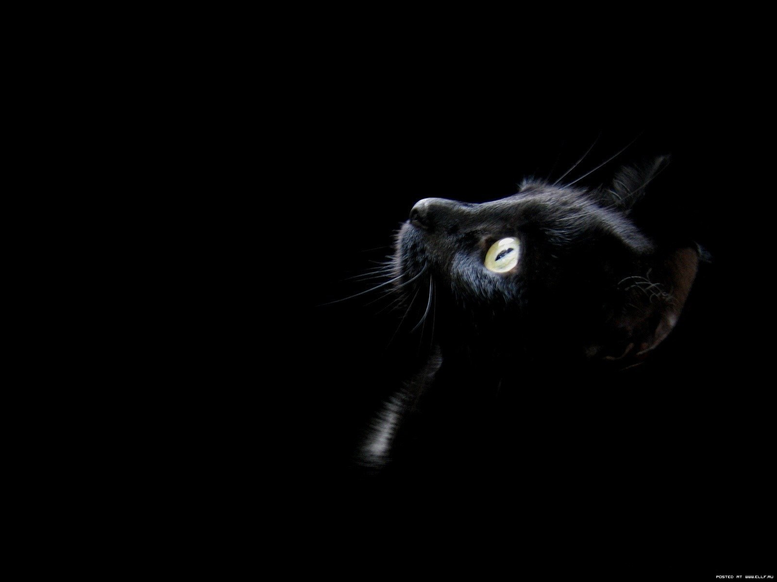 Amusing kitten on a black background