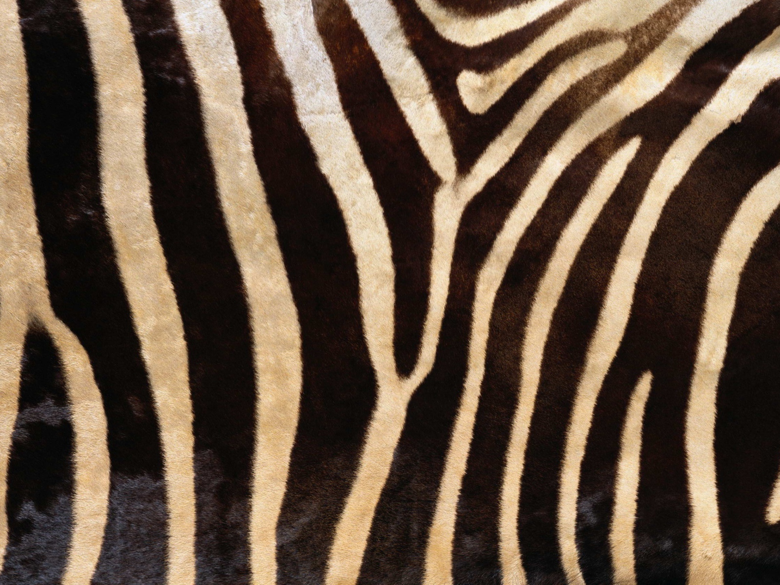 Мех зебры
