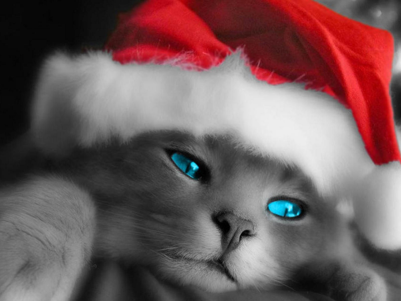 Рождественский кот