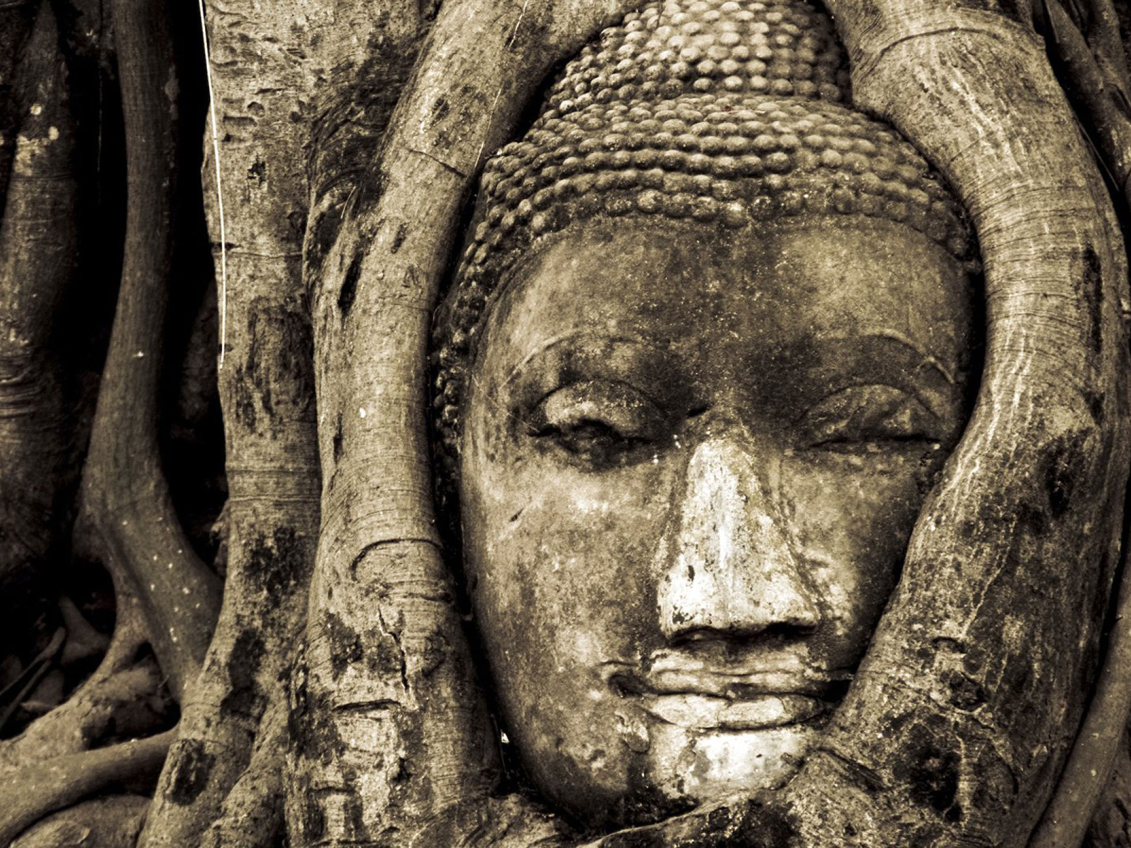 Face of Buddha in tree