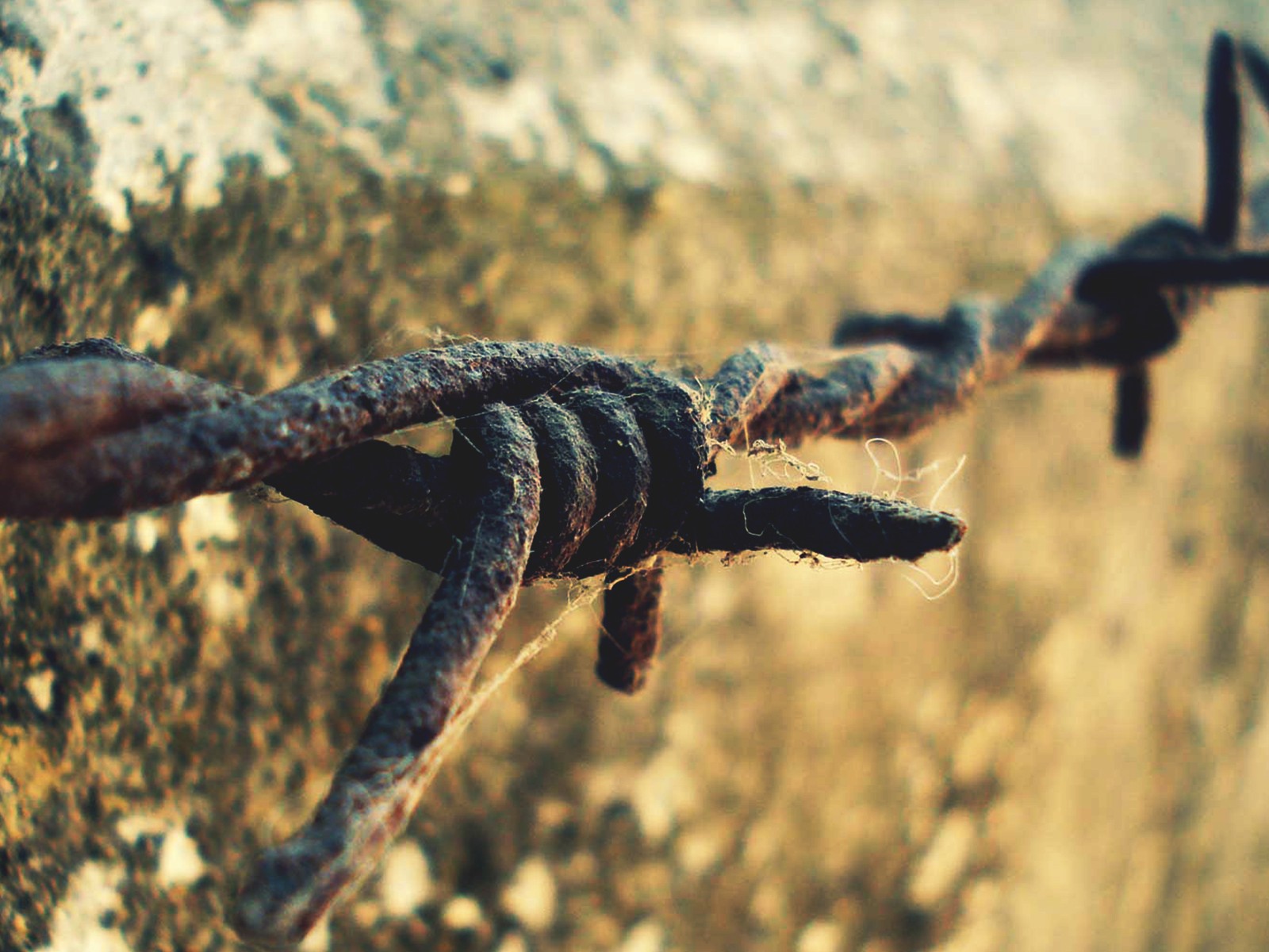 Ржавая колючая проволока