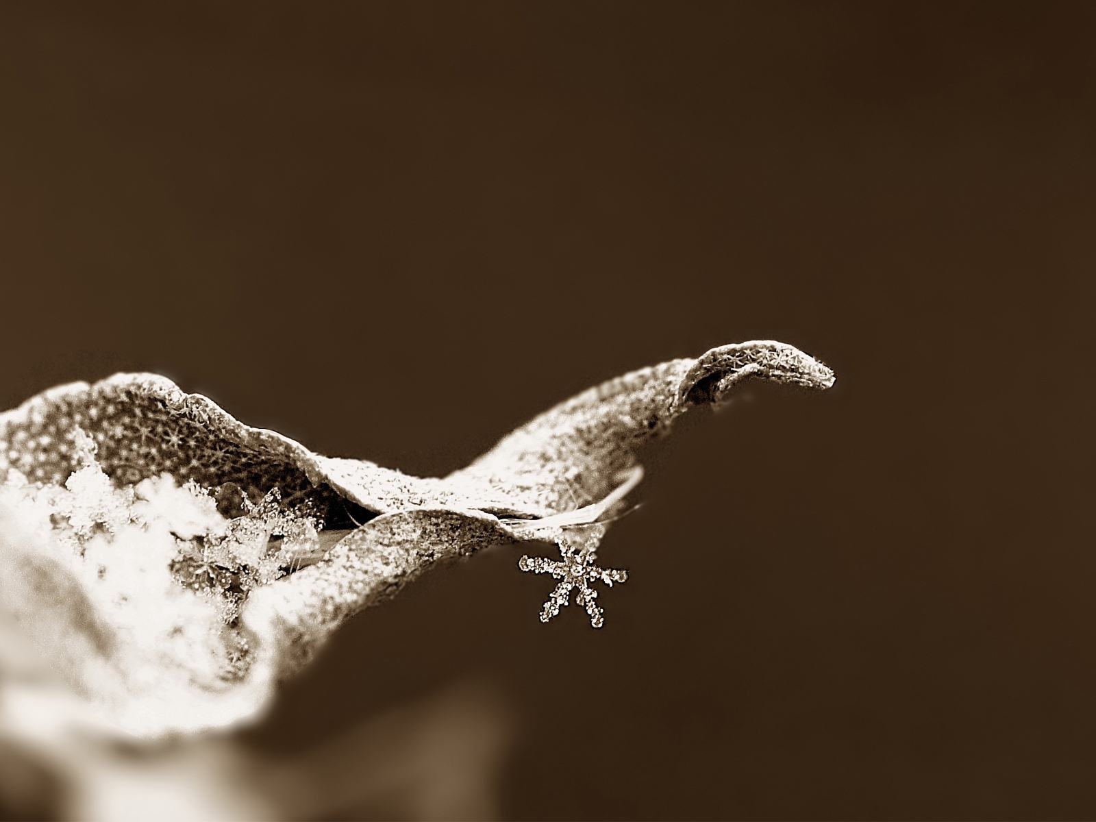 Снежинка на сухом листке