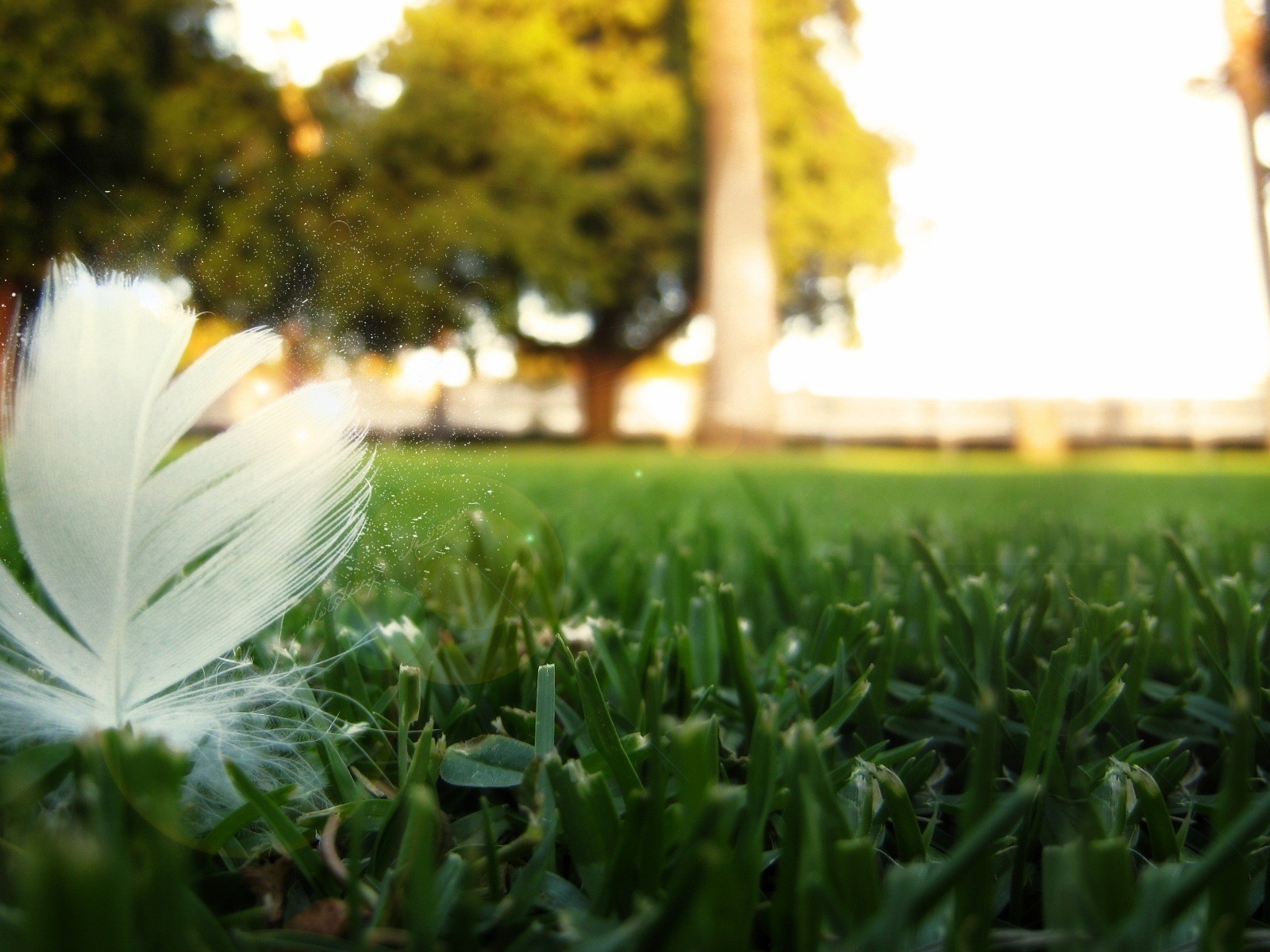 Перо птицы на траве