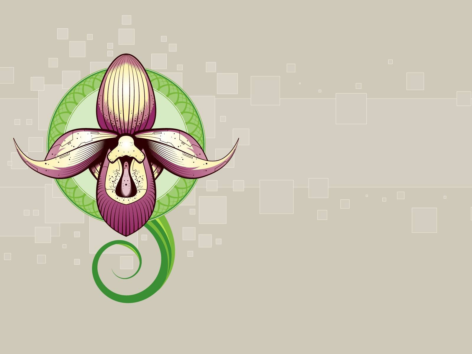 Рисунок орхидеи