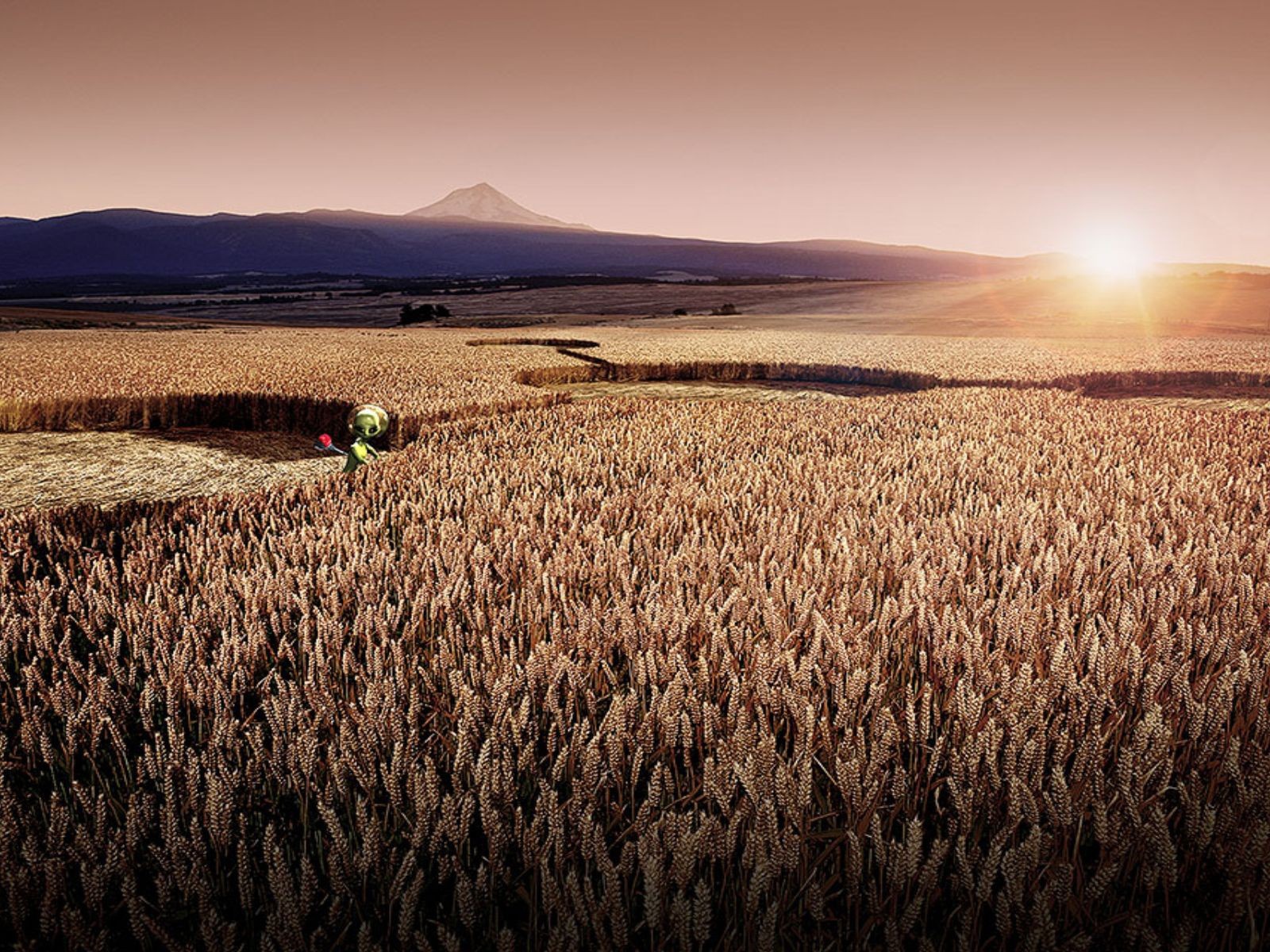 Цифровой рисунок поля