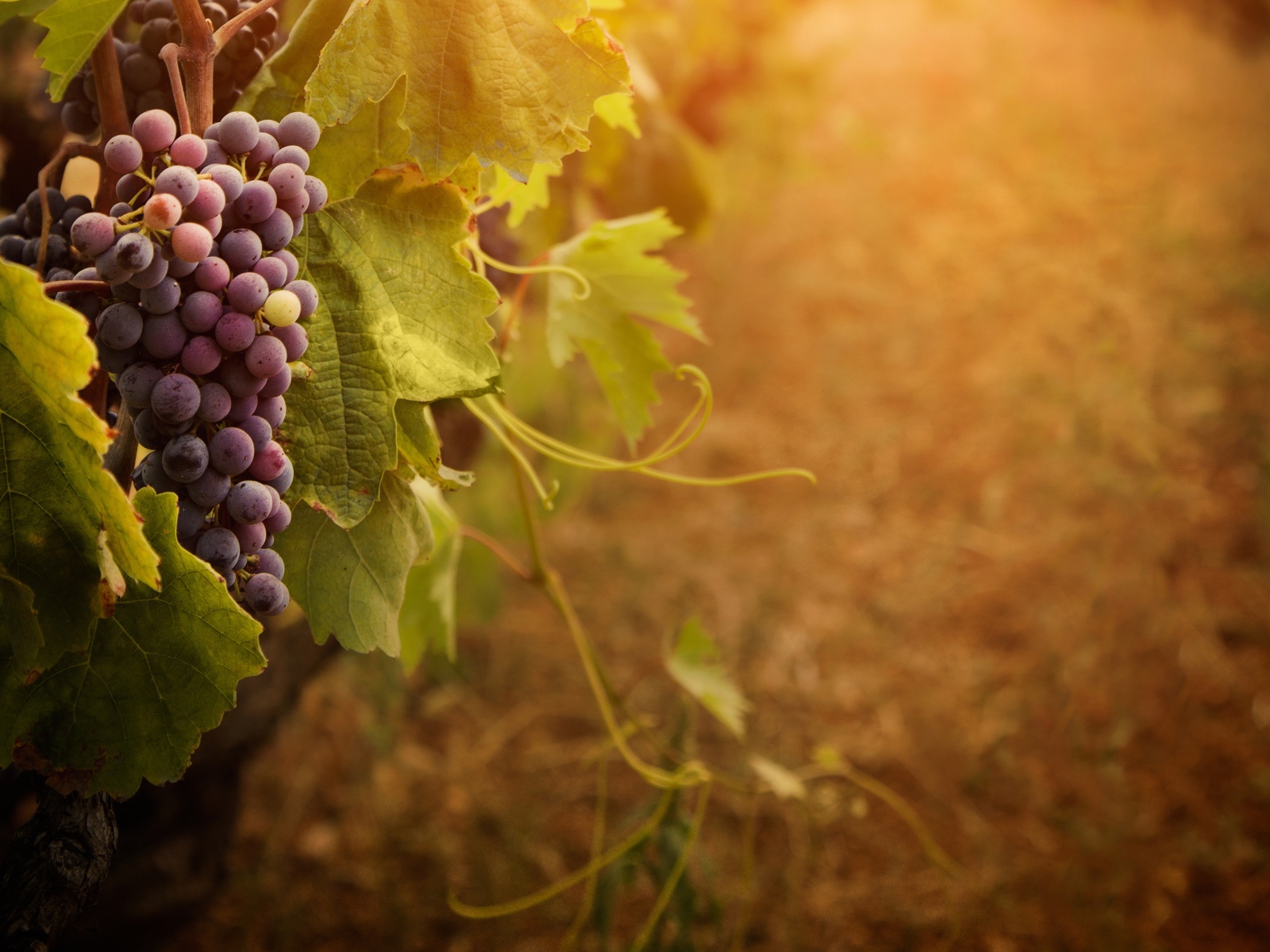 Гроздь винограда на ветке