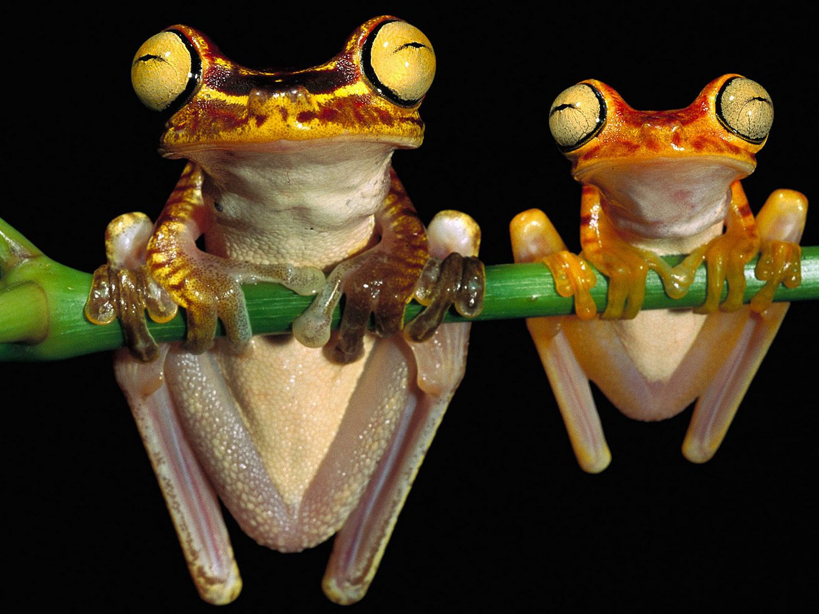 Лягушки висят на ветке