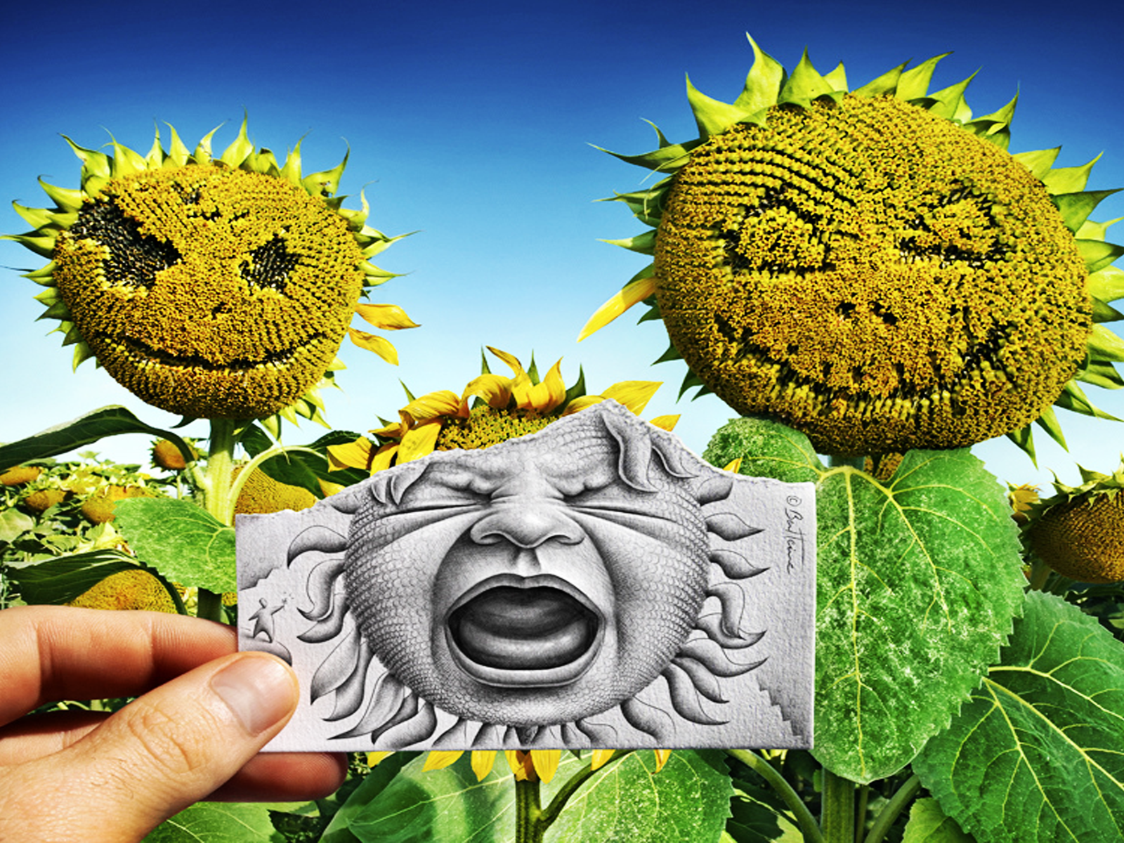 Лицо на подсолнухе