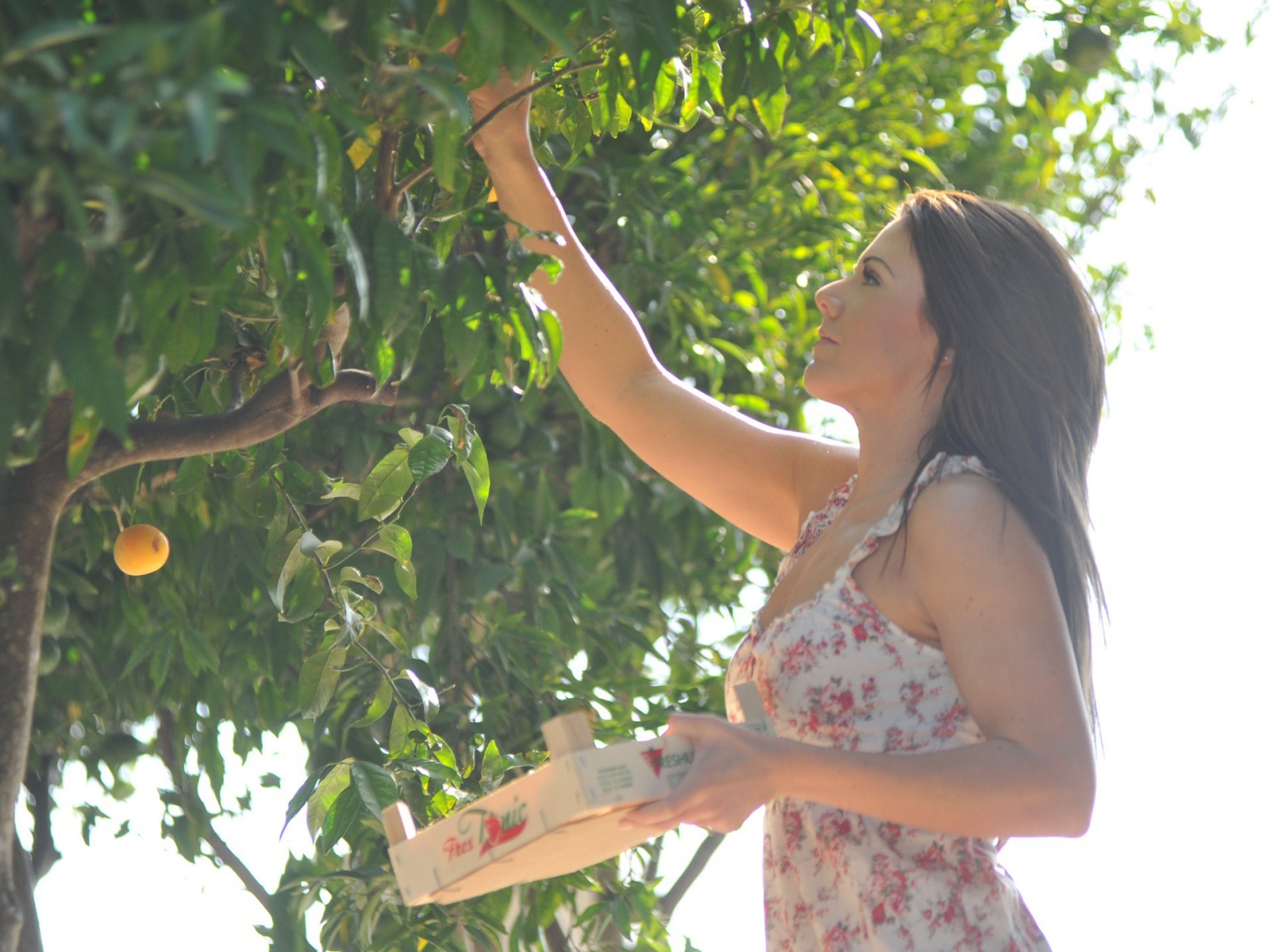 Девушка собирает фрукты