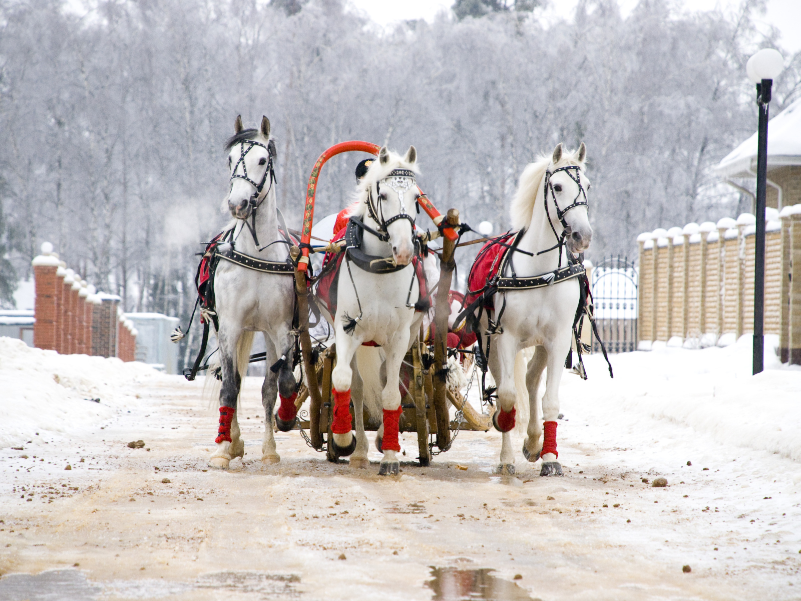 Русская тройка на Масленицу