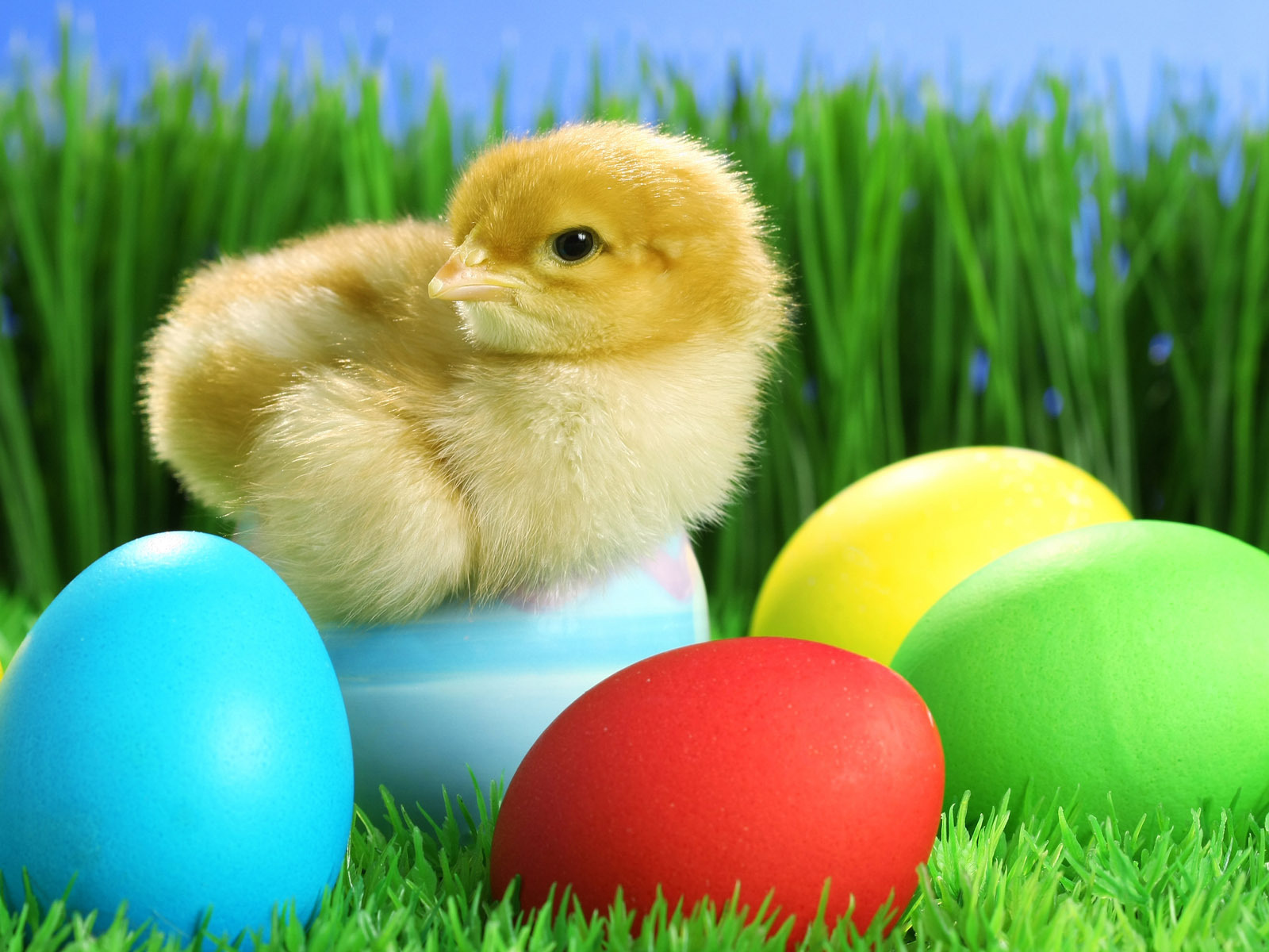 Цыпленок на яйце на Пасху