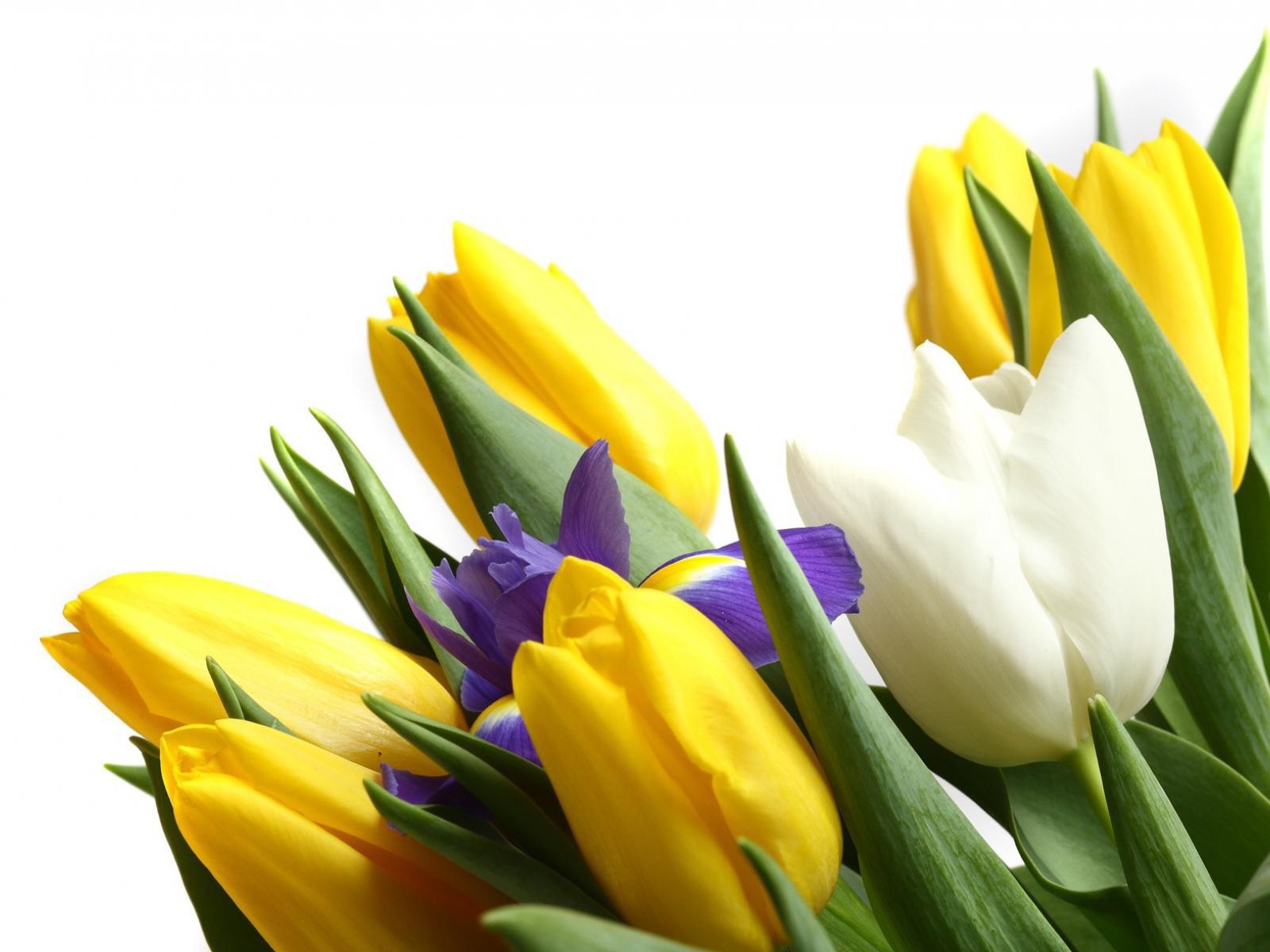 Цветы для девушки к 8 марта