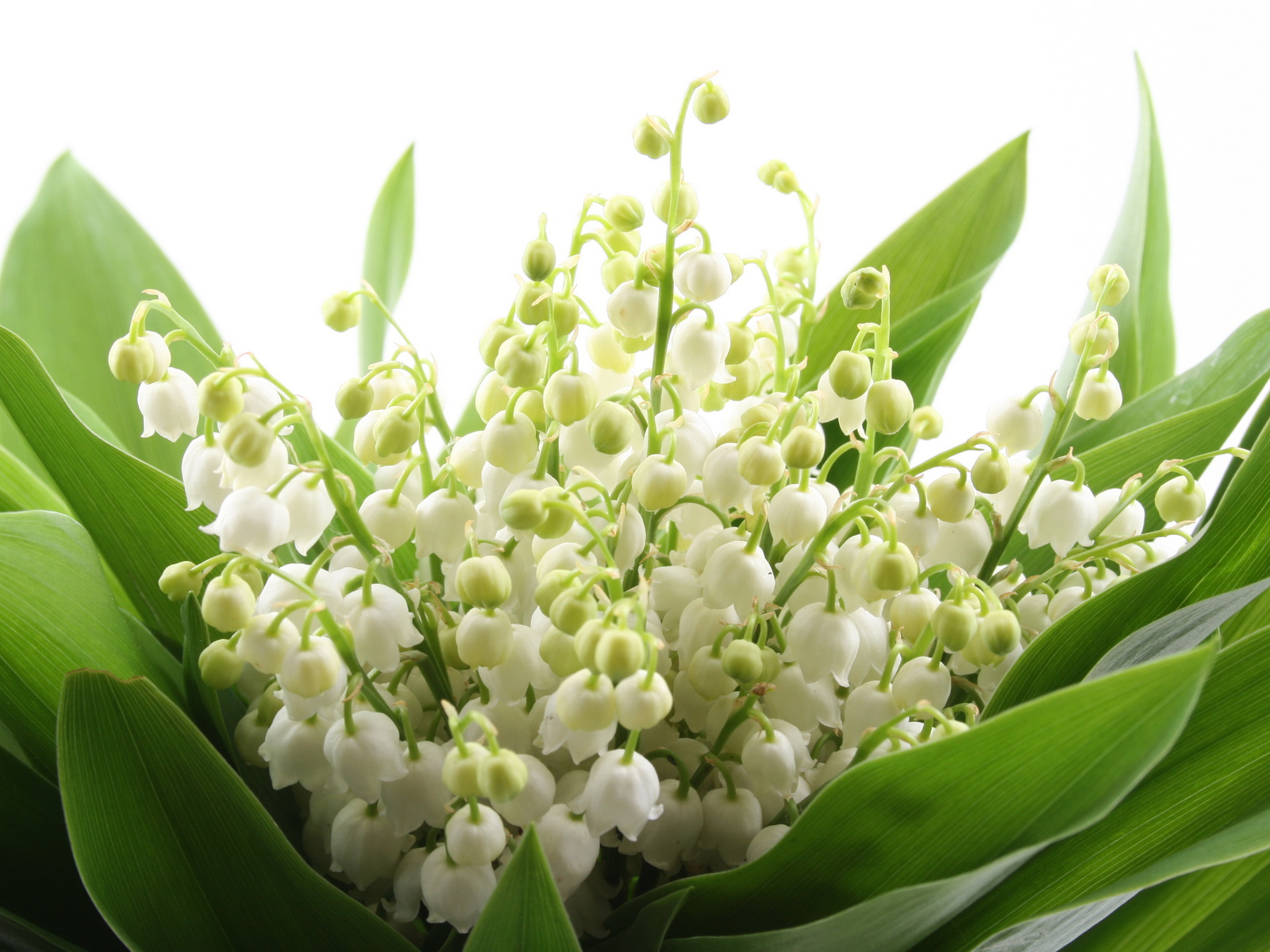 Ландыши на 8 марта