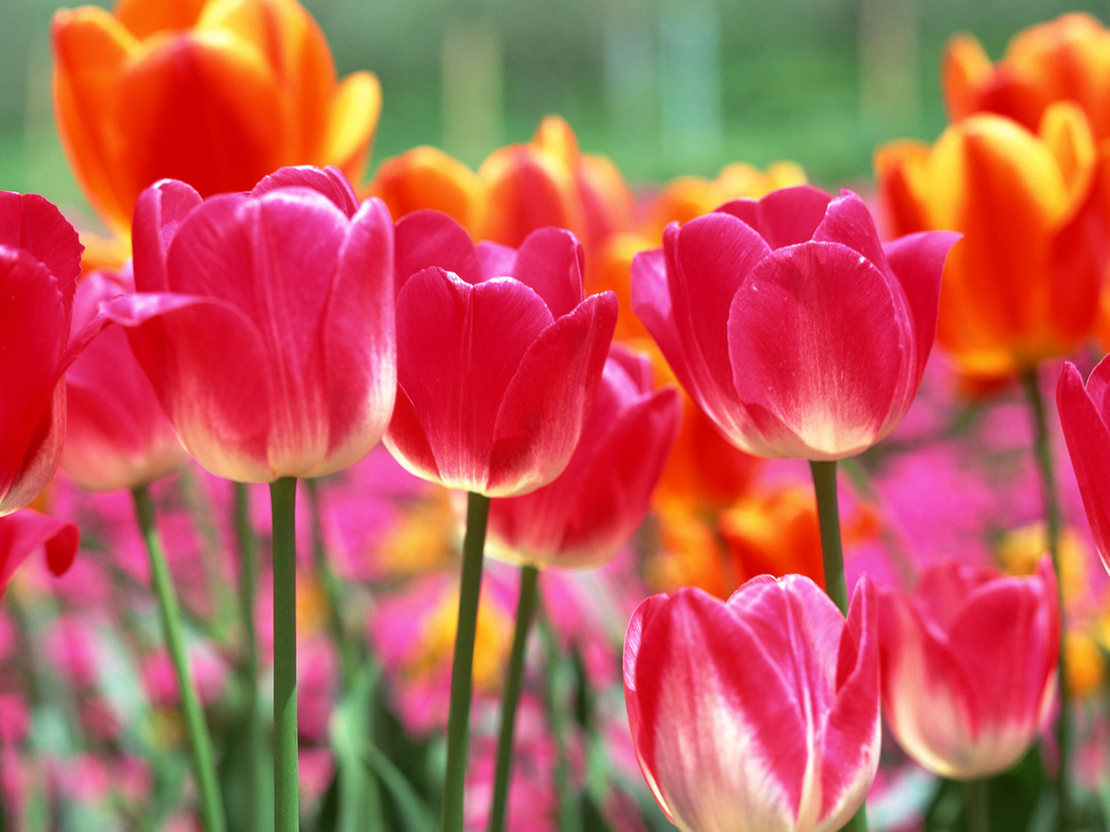 Тюльпаны на 8 марта