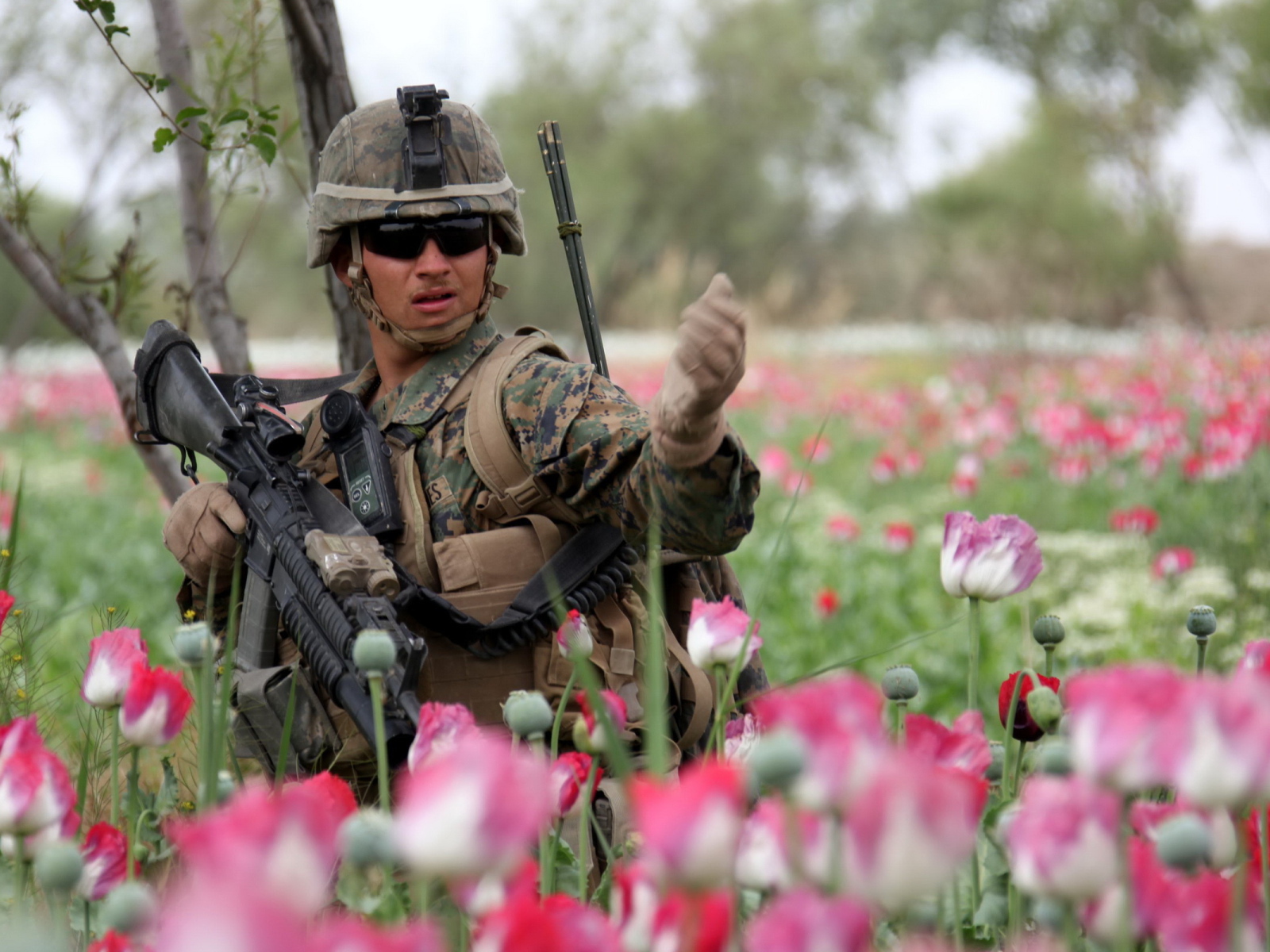 Солдат в розовых тюльпанах