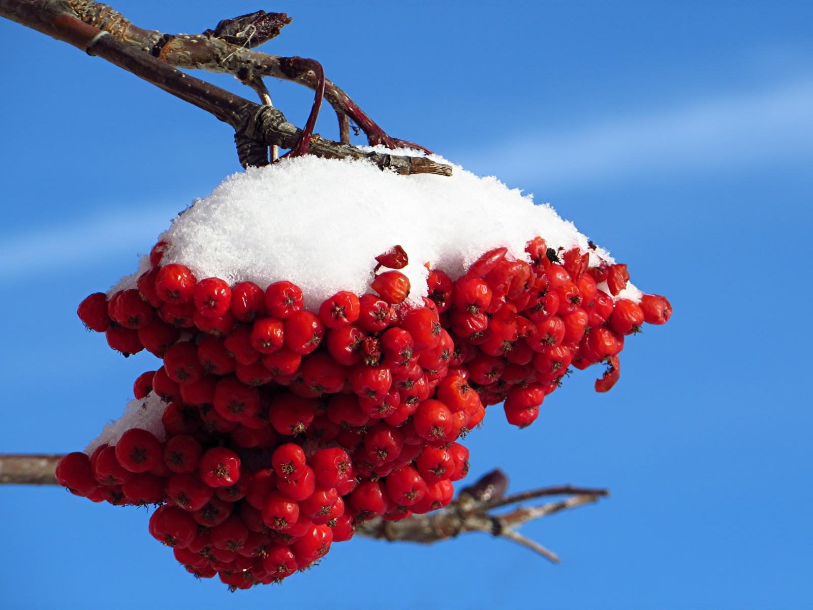 Ветка рябины под снегом