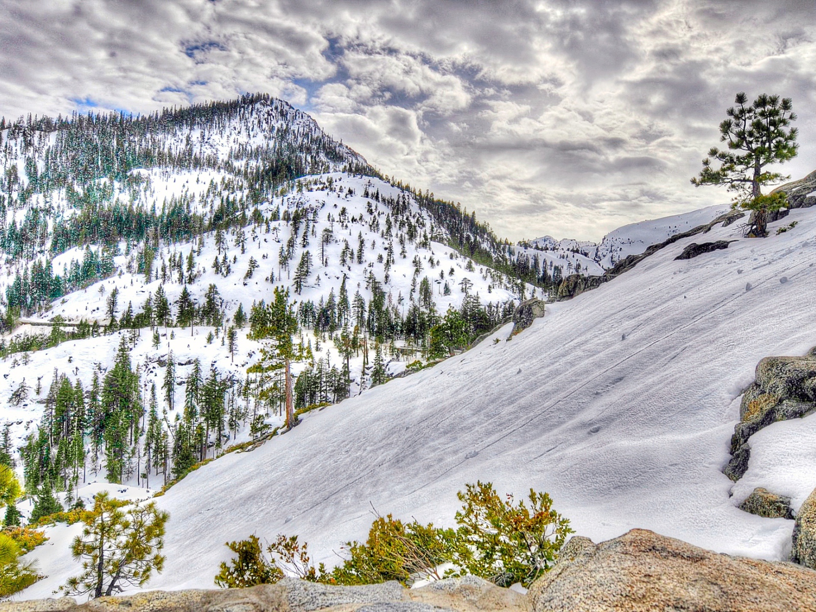 Заснеженный лес в горах