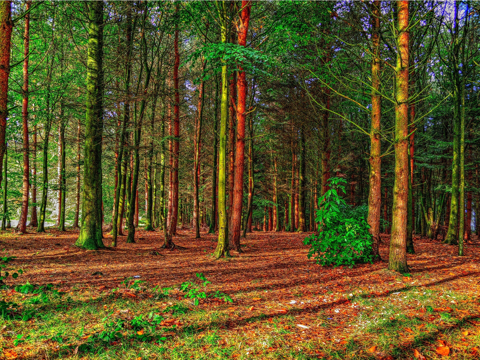 Деревья в весеннем лесу