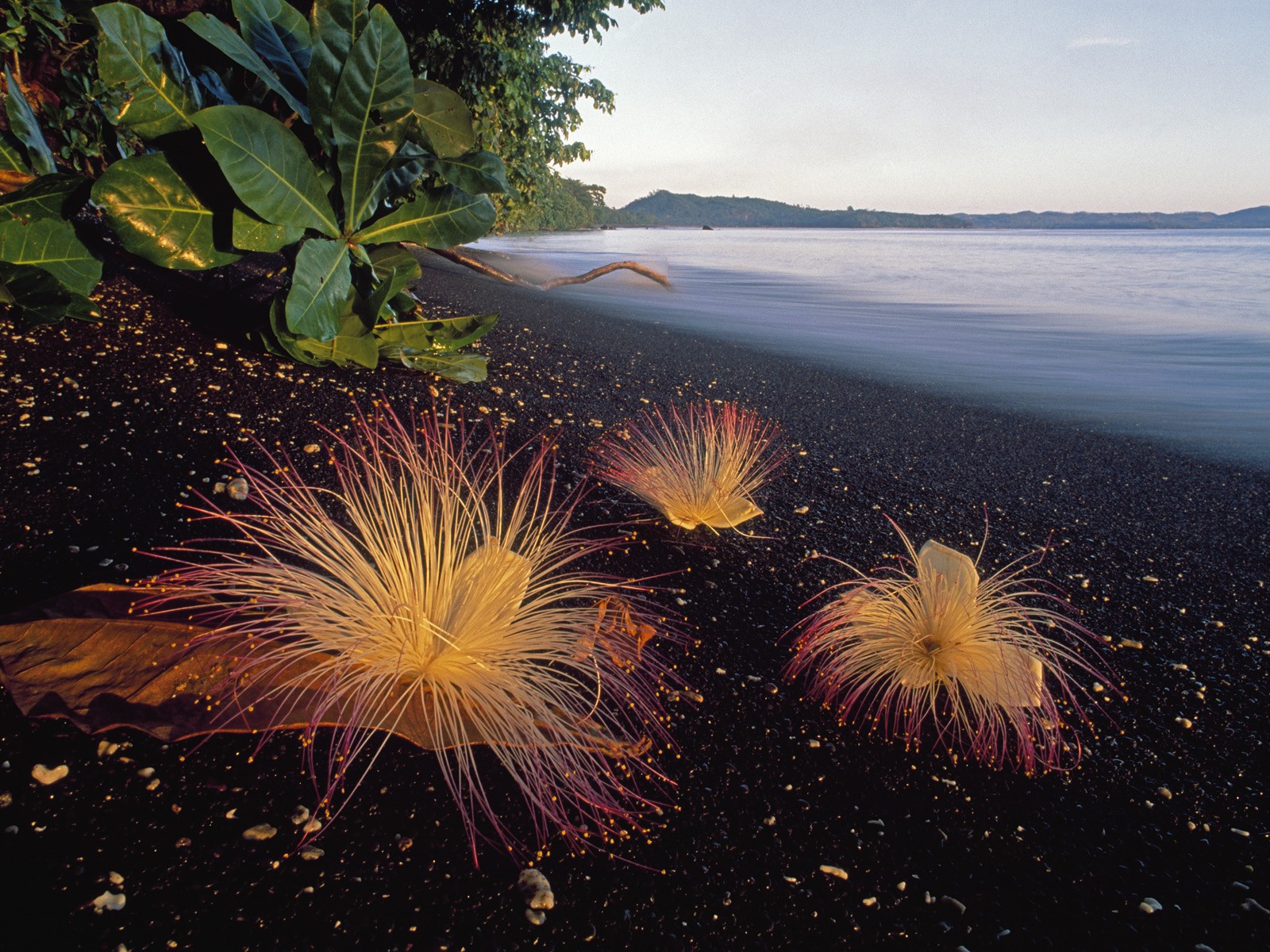 Черный пляж в Индонезии