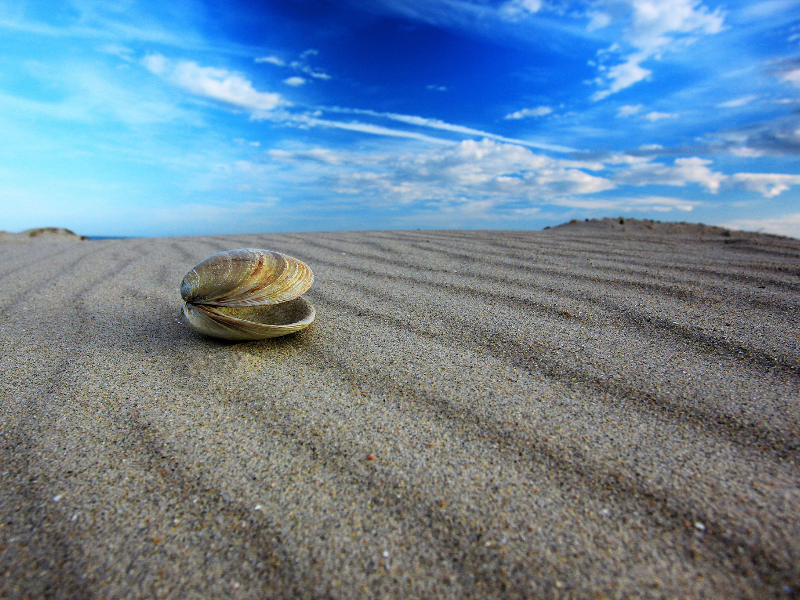 Ракушка на пляже