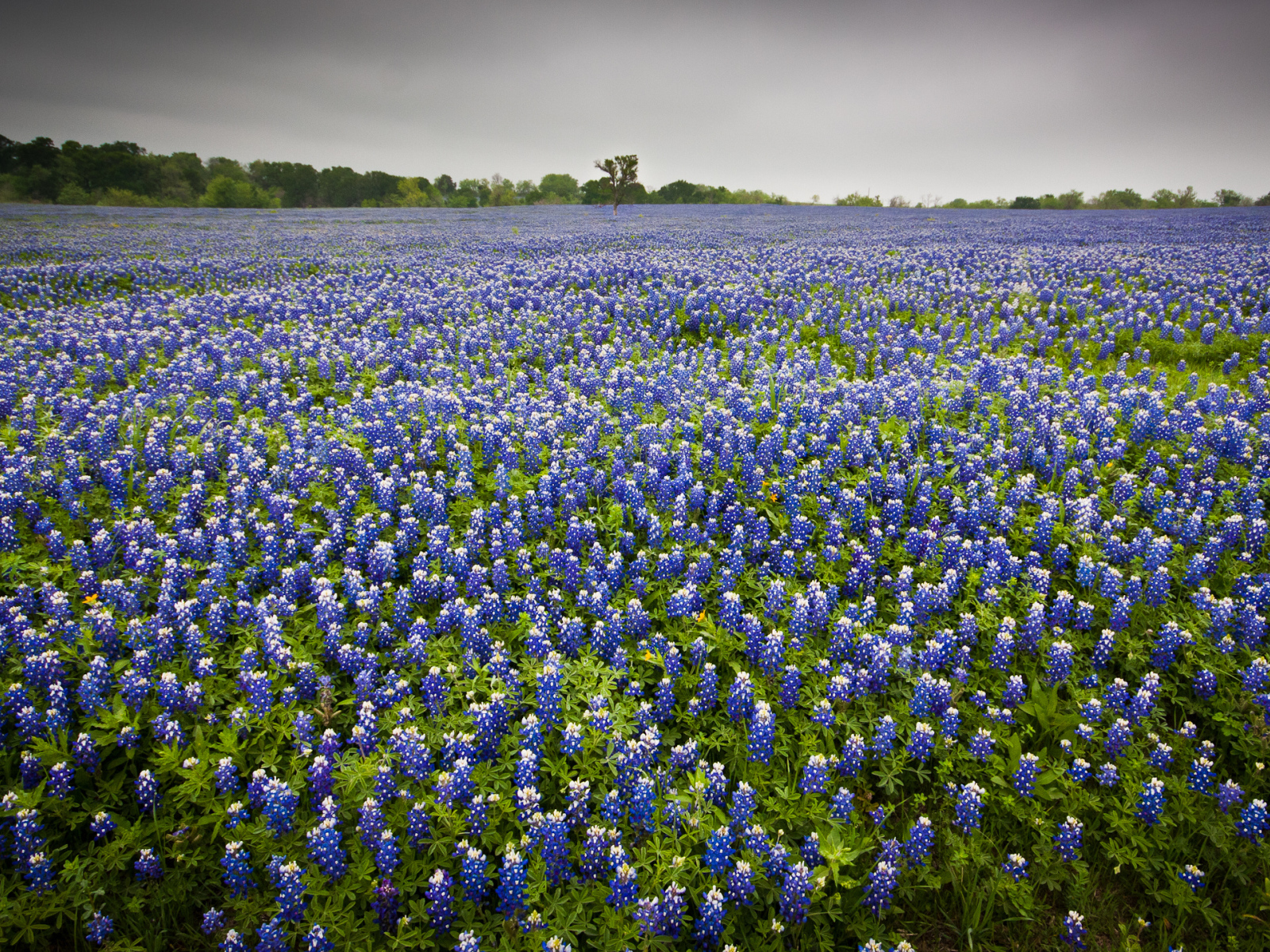 Поле люпина