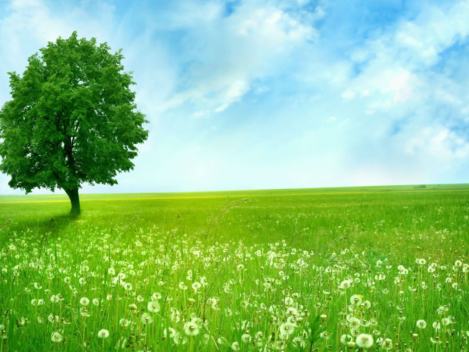 Дерево на поле одуванчиков