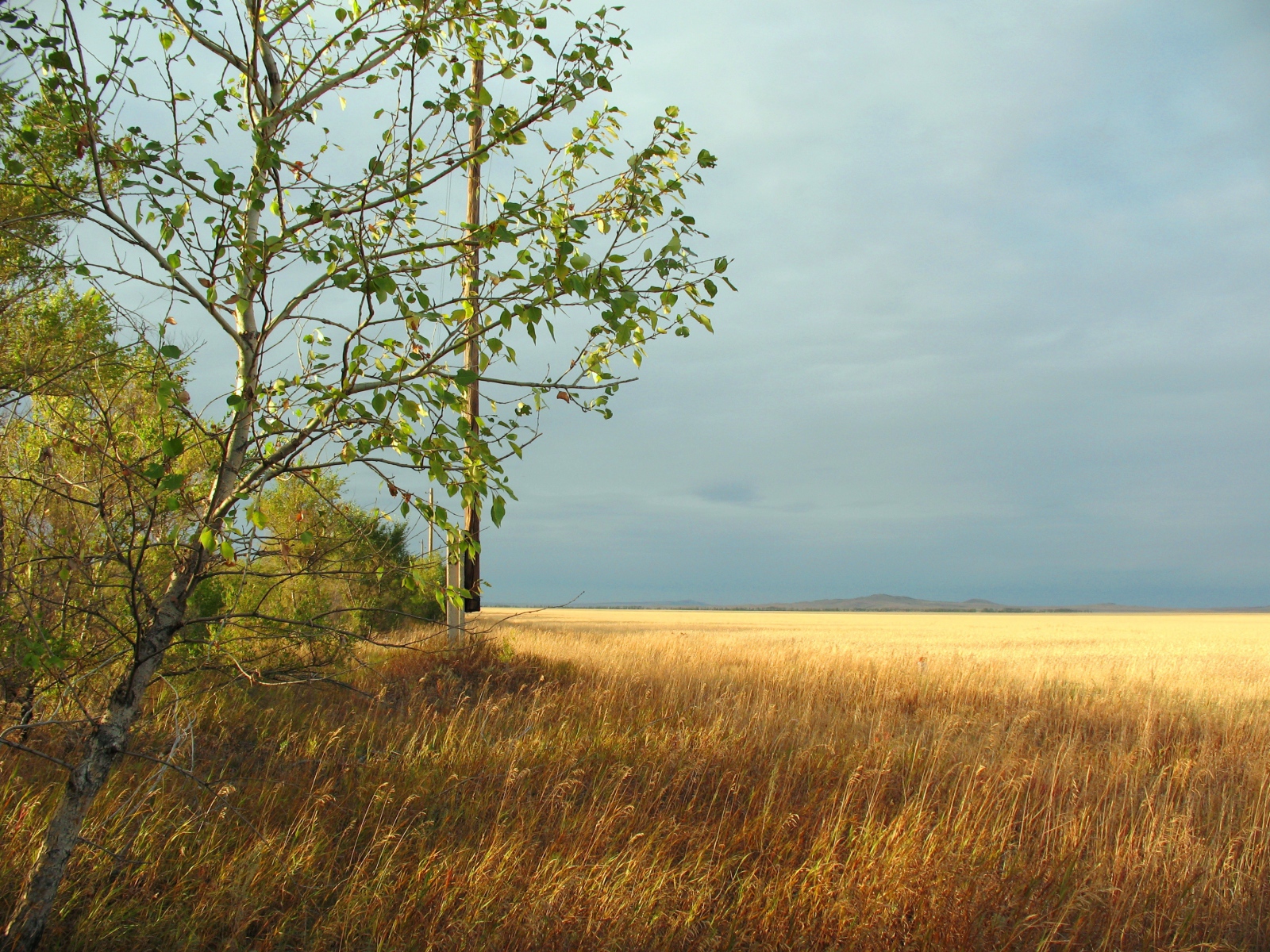 Дерево на краю поля