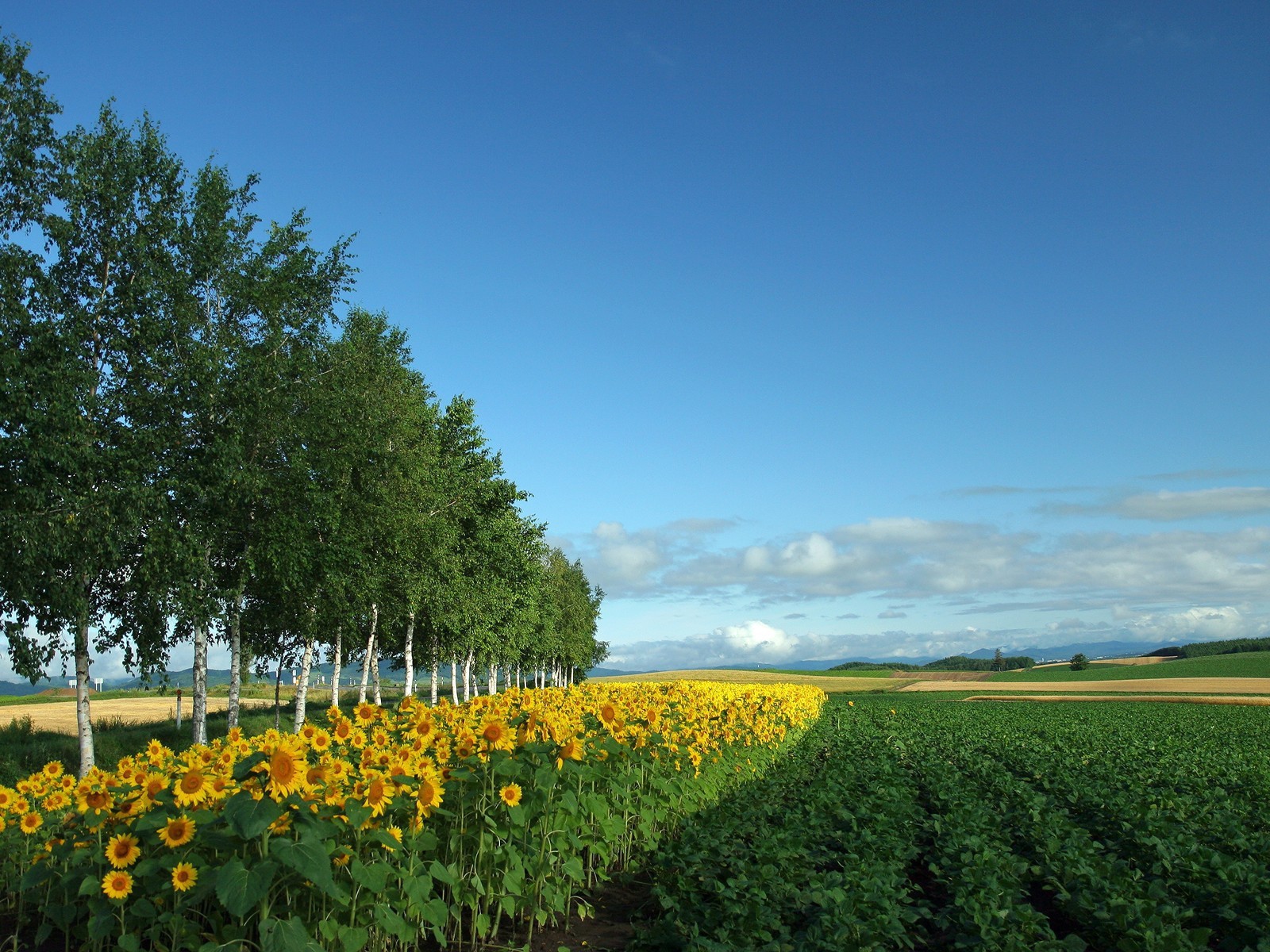 Молодые березы и подсолнечник