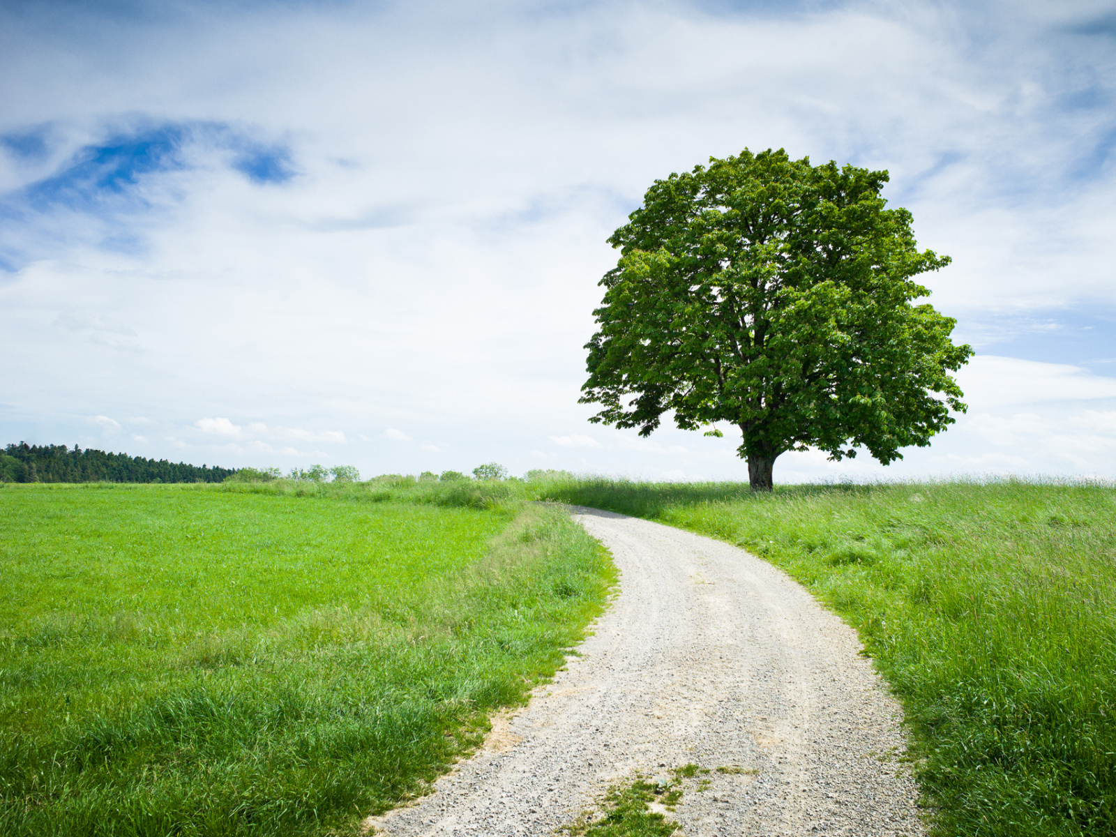 Каштан у дороги