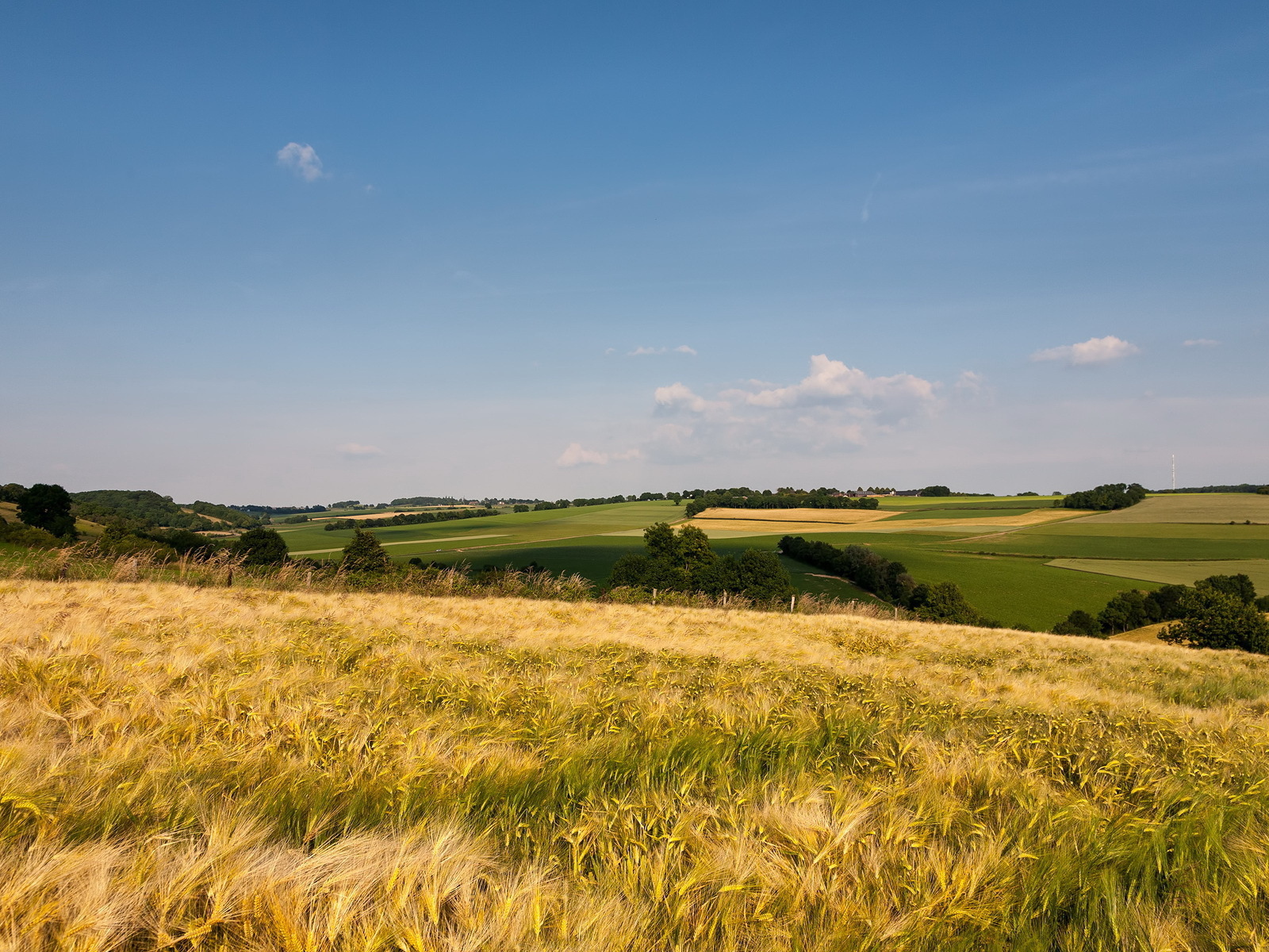 Поле до горизонта