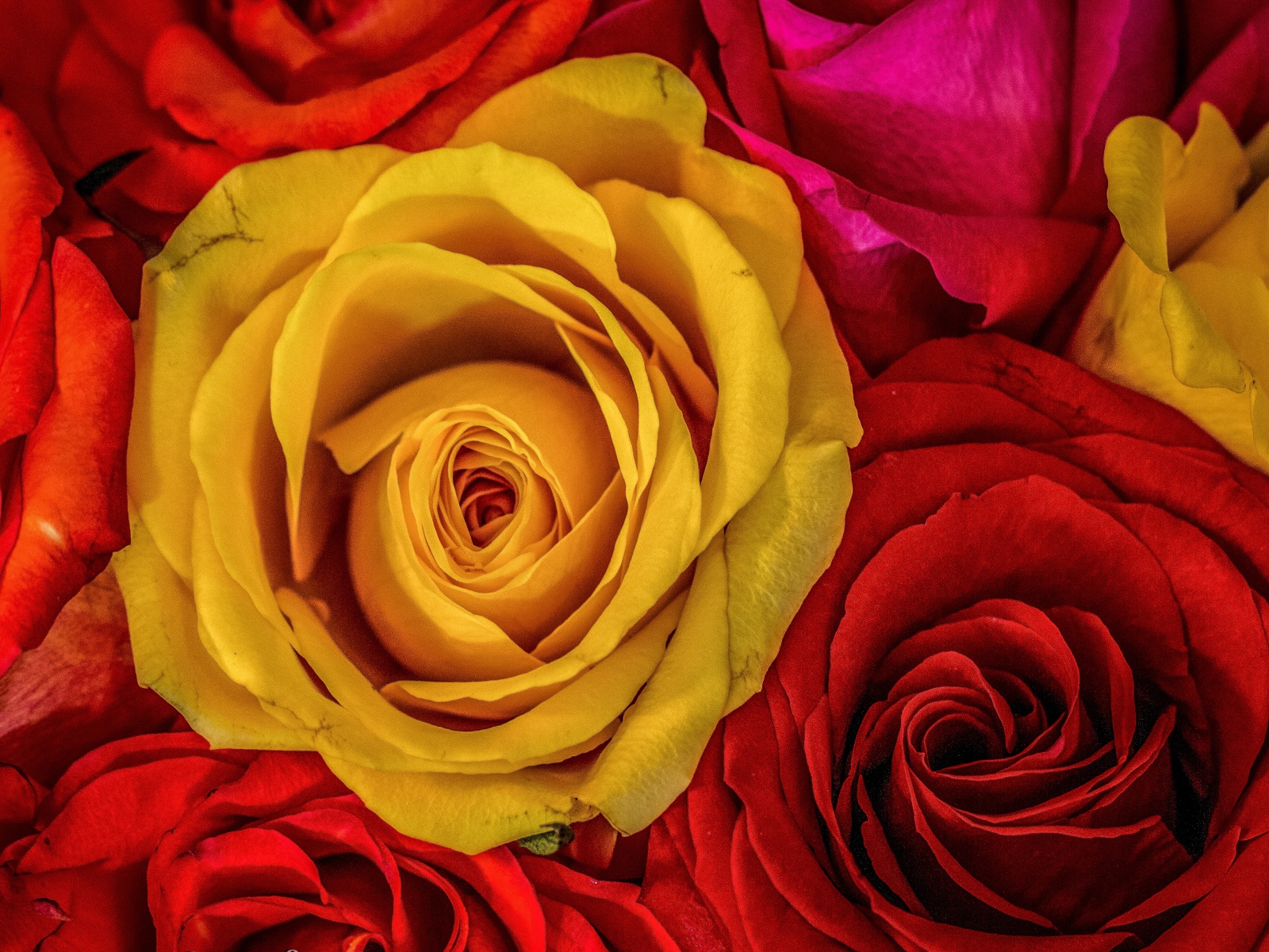 Большое разнообразие роз