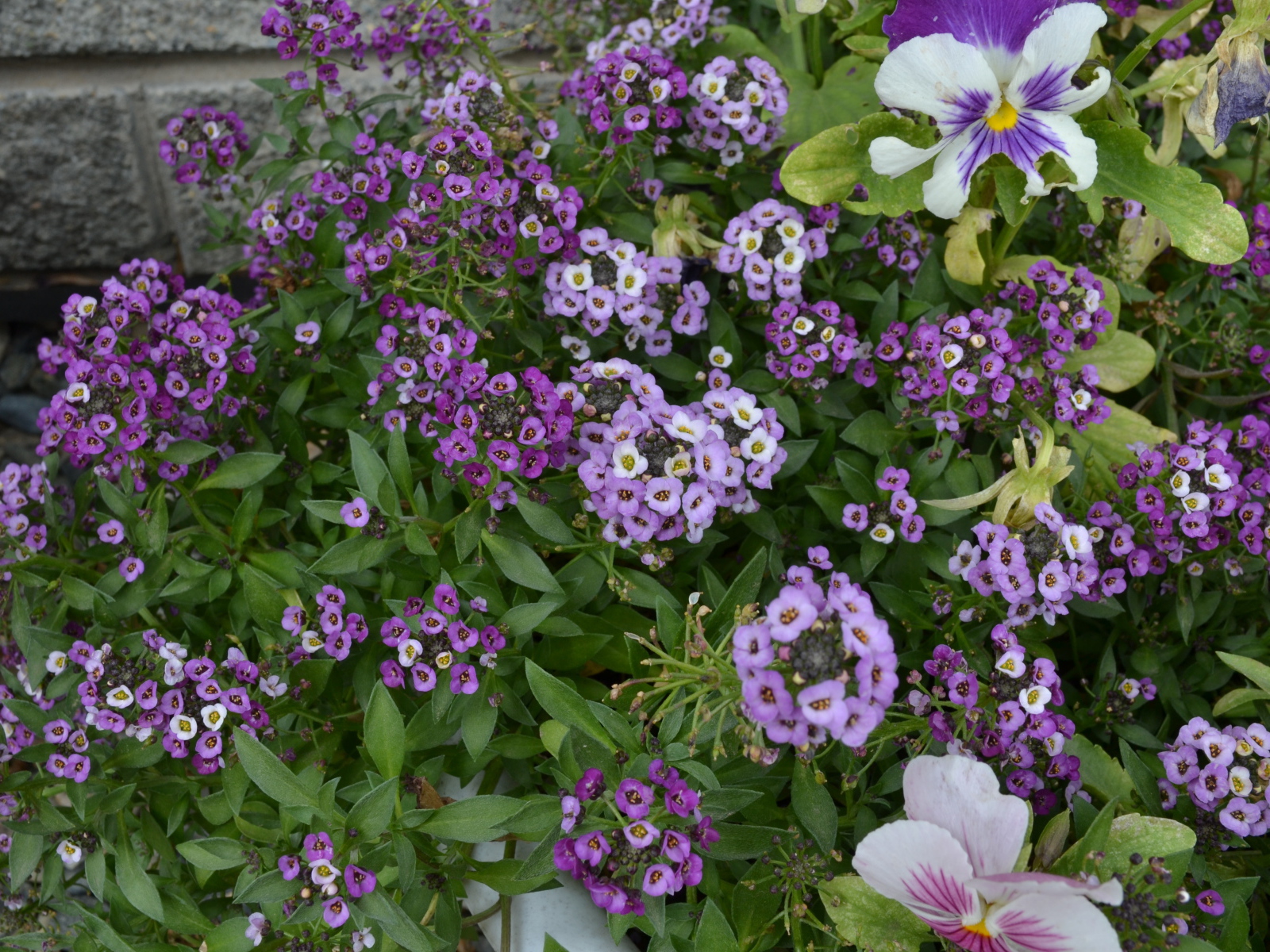 Красивые алиссум в саду