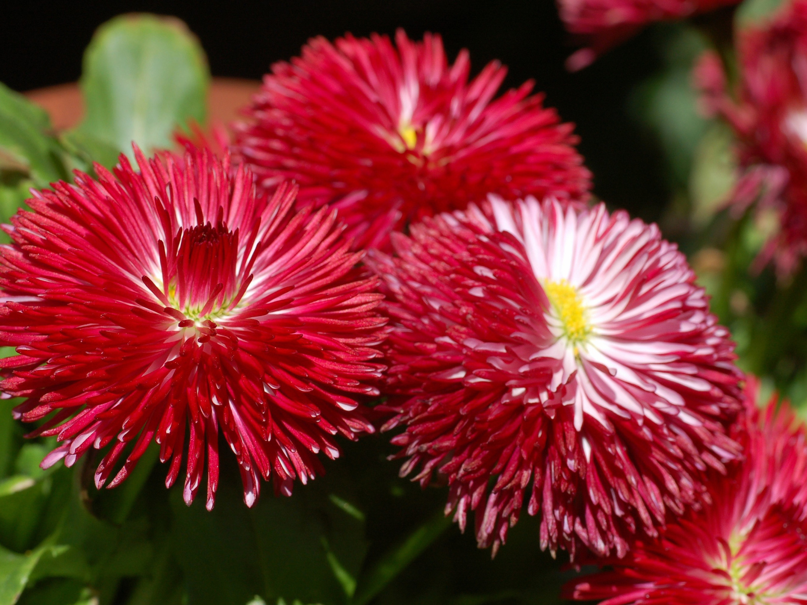 Садовые цветы астра на дачном участке