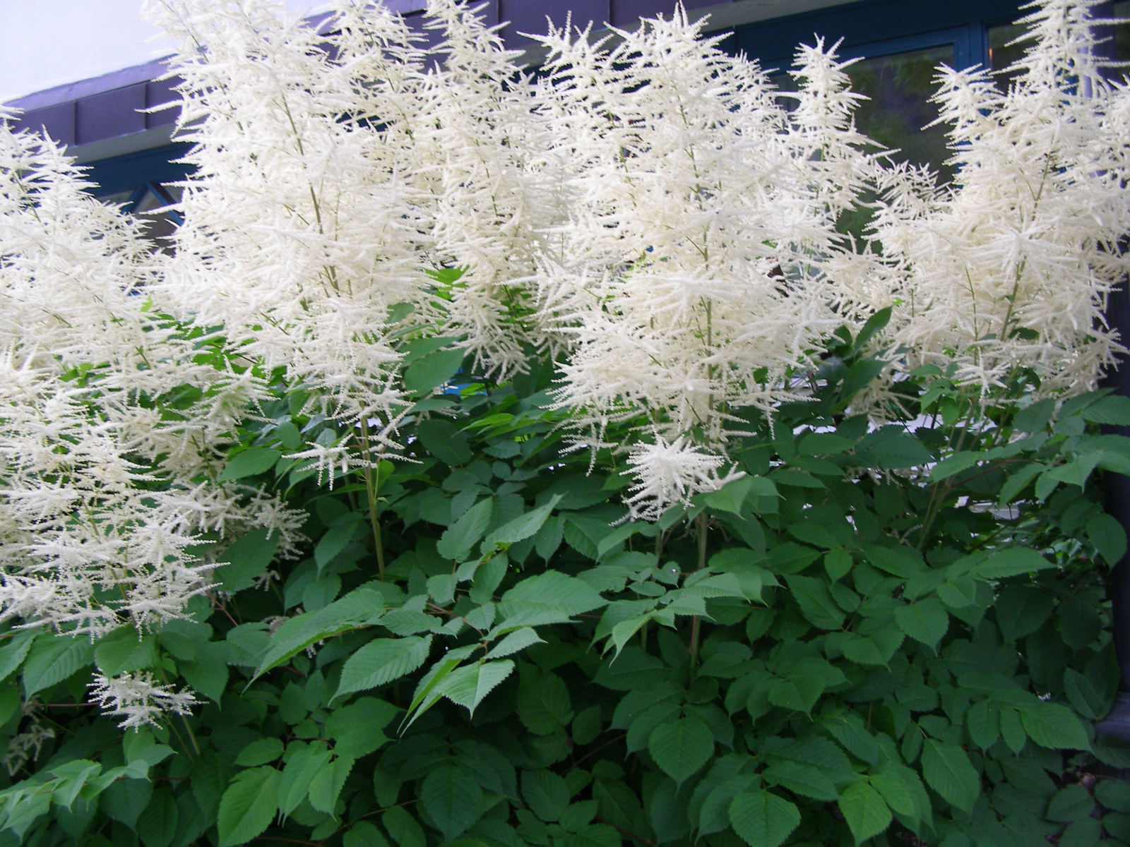 Красивая астильба на дачном участке