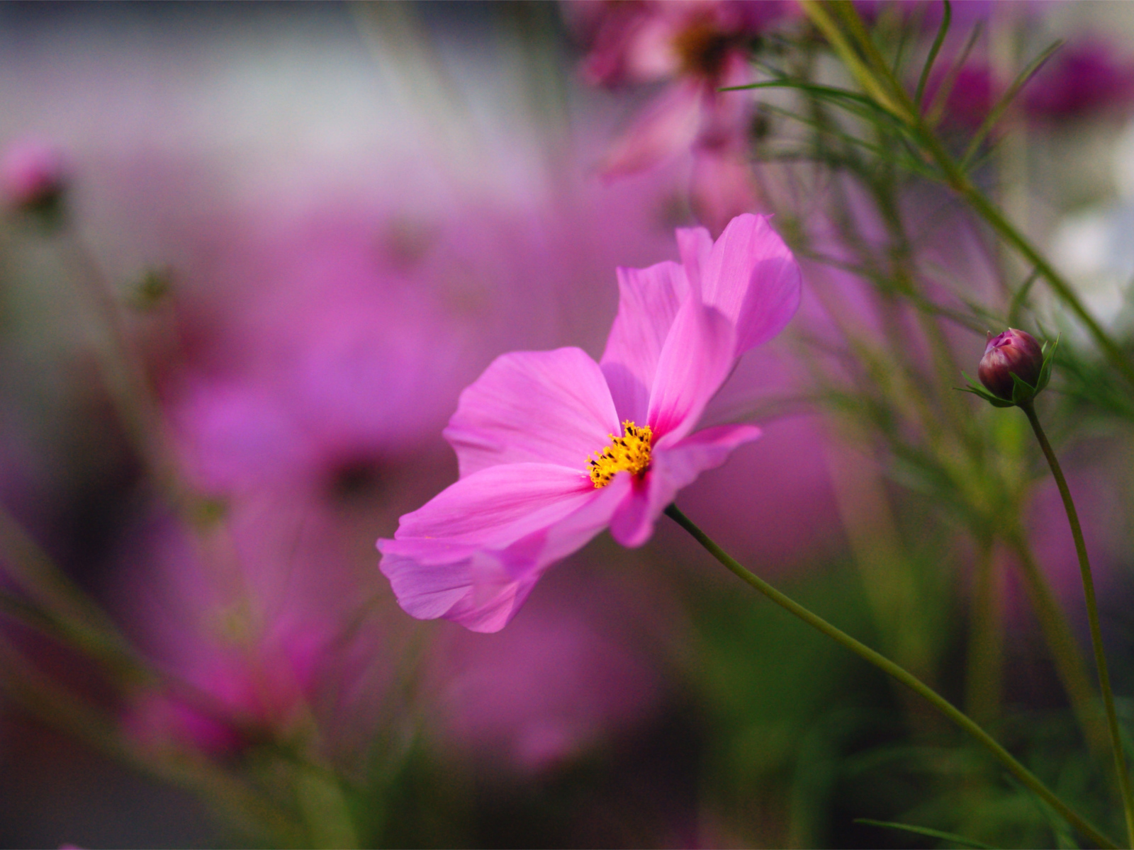 Красивые цветы космея на поляне