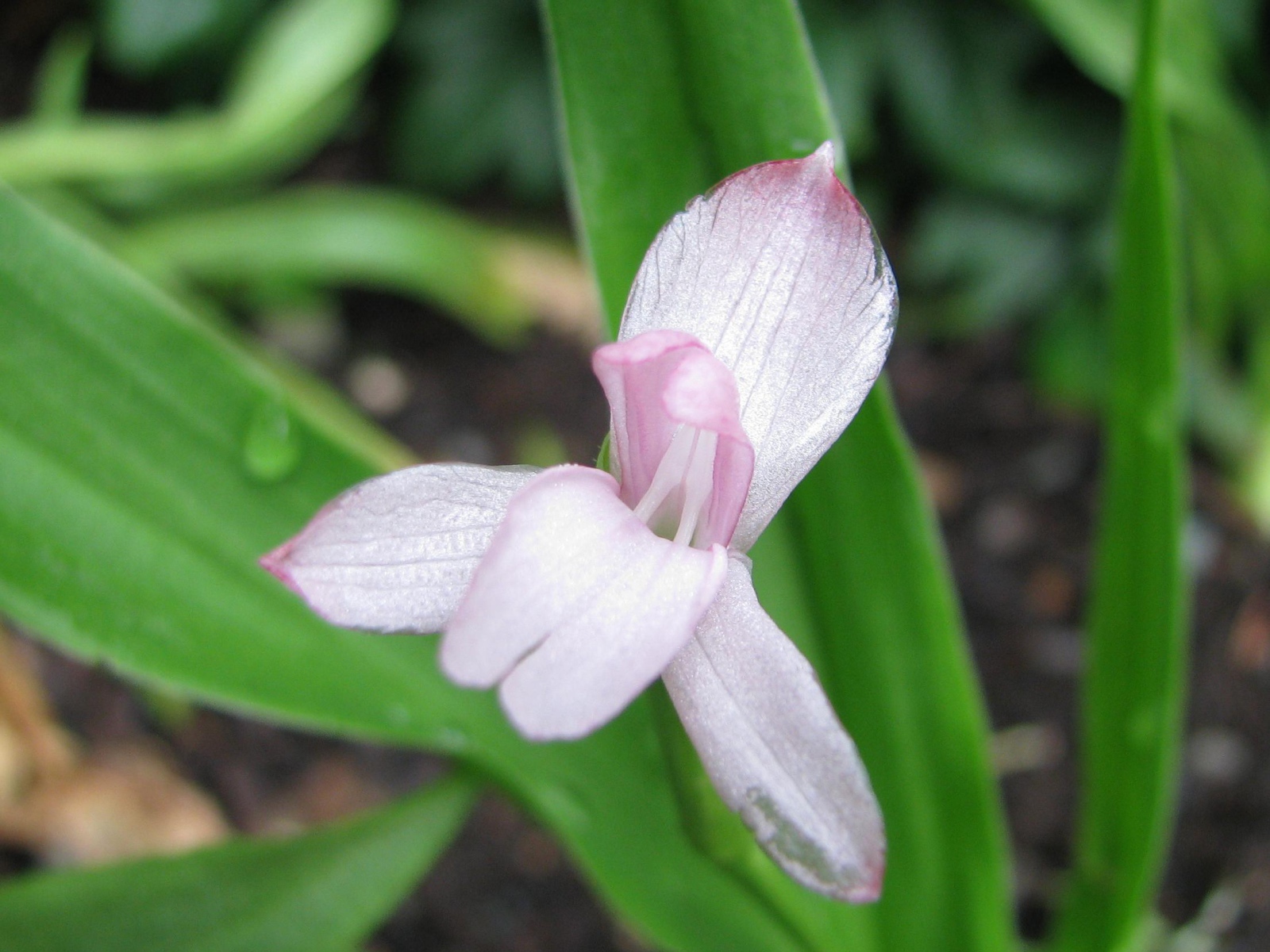 Красивая роскоя на клумбе в саду