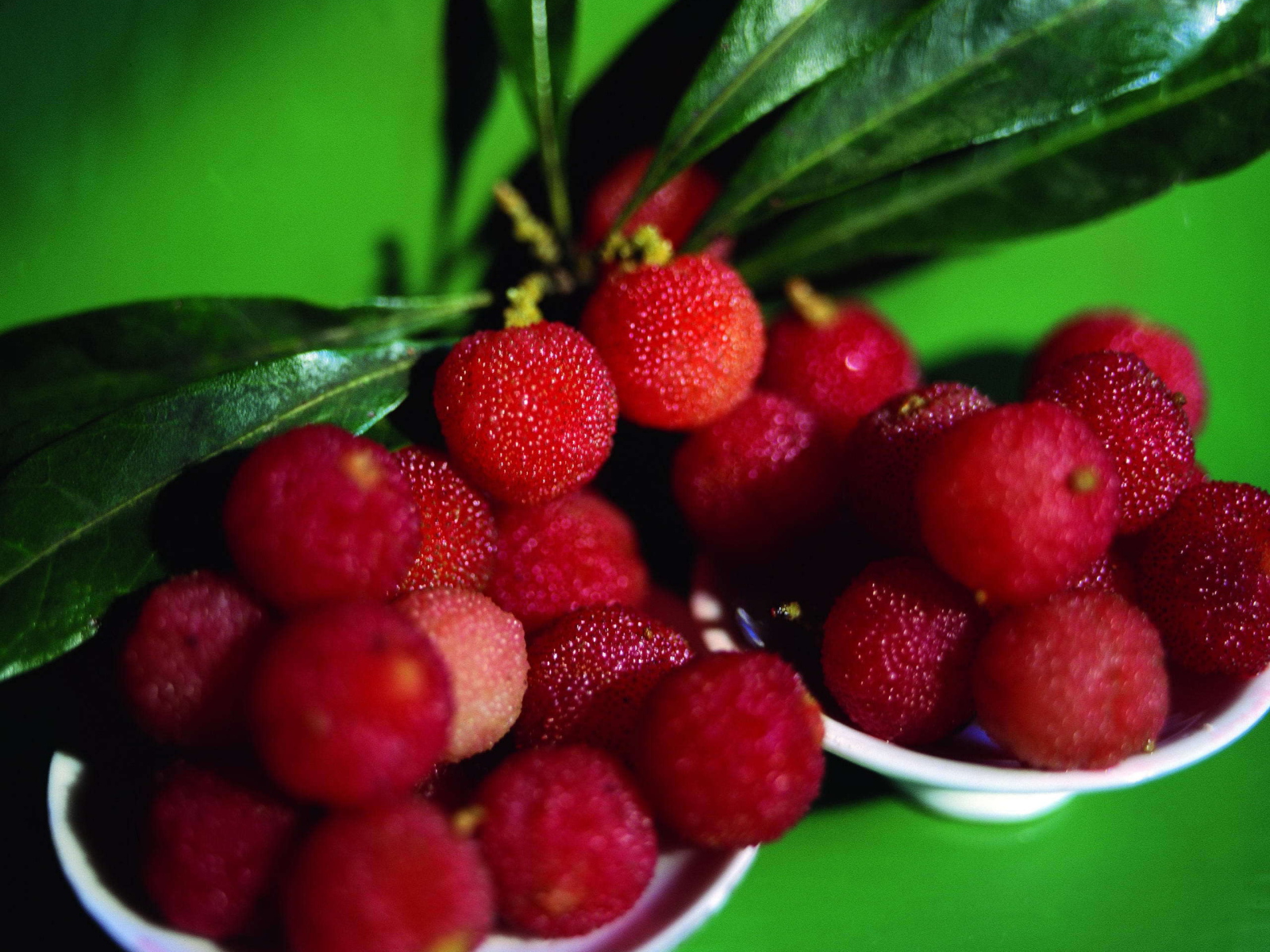 Красивые ягоды растения восковник