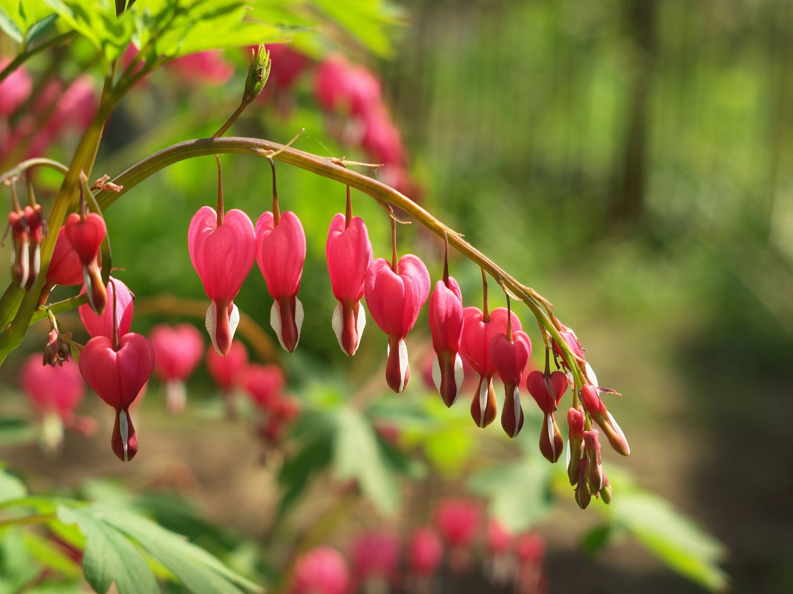 Красивые цветы дицентра в лесу