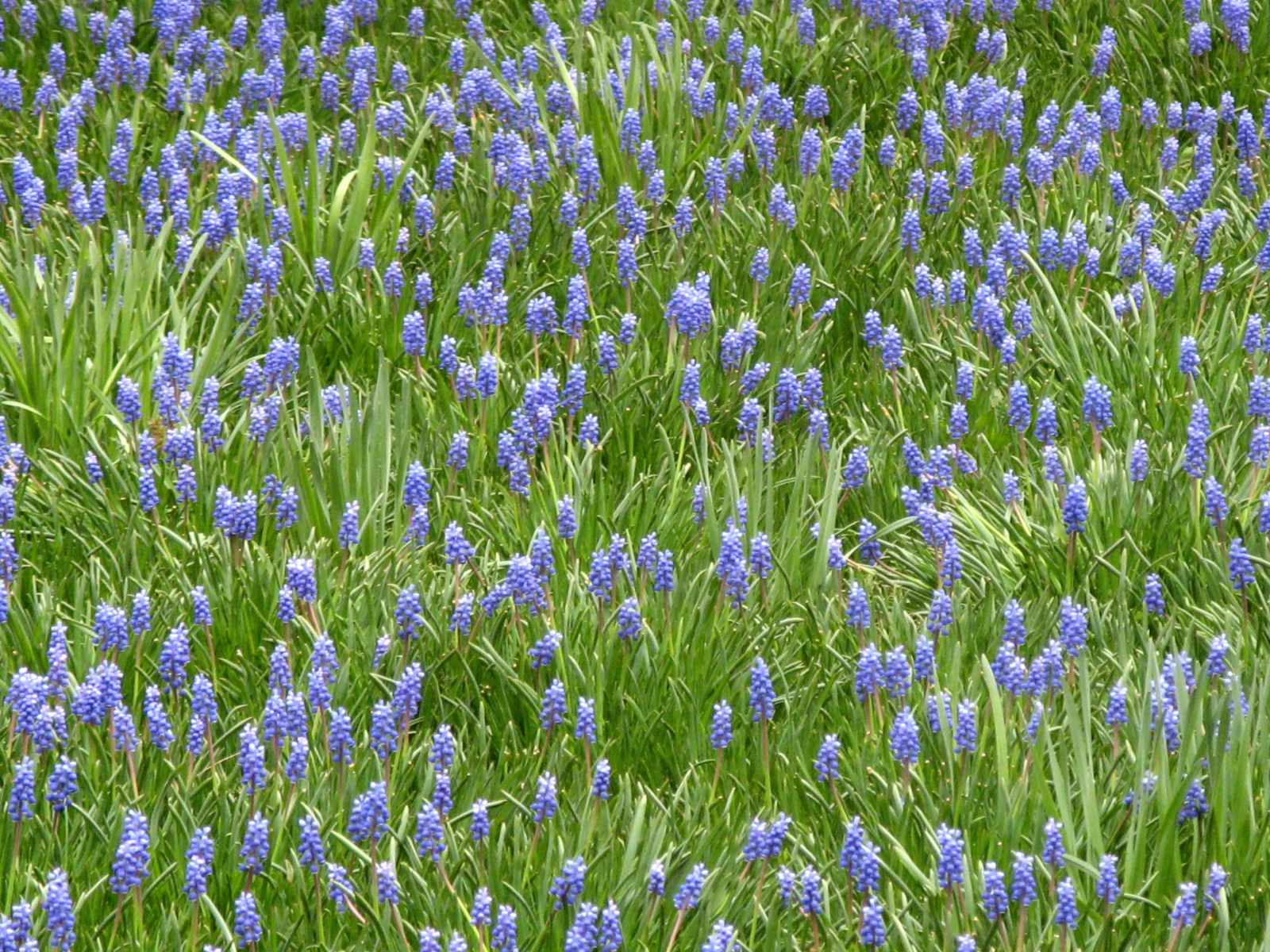 Красивый цветущий гиацинт на поляне