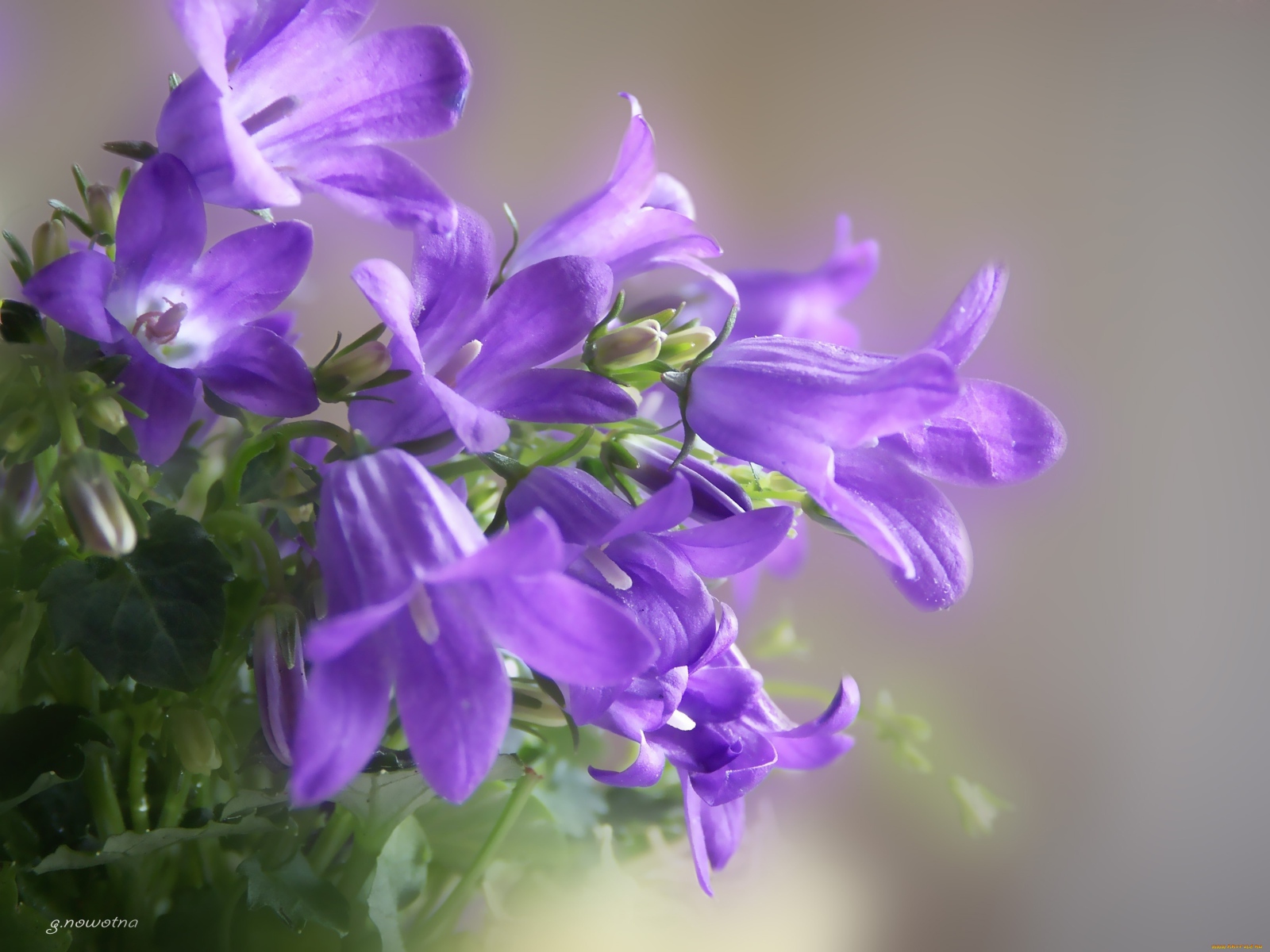 Красивые колокольчики