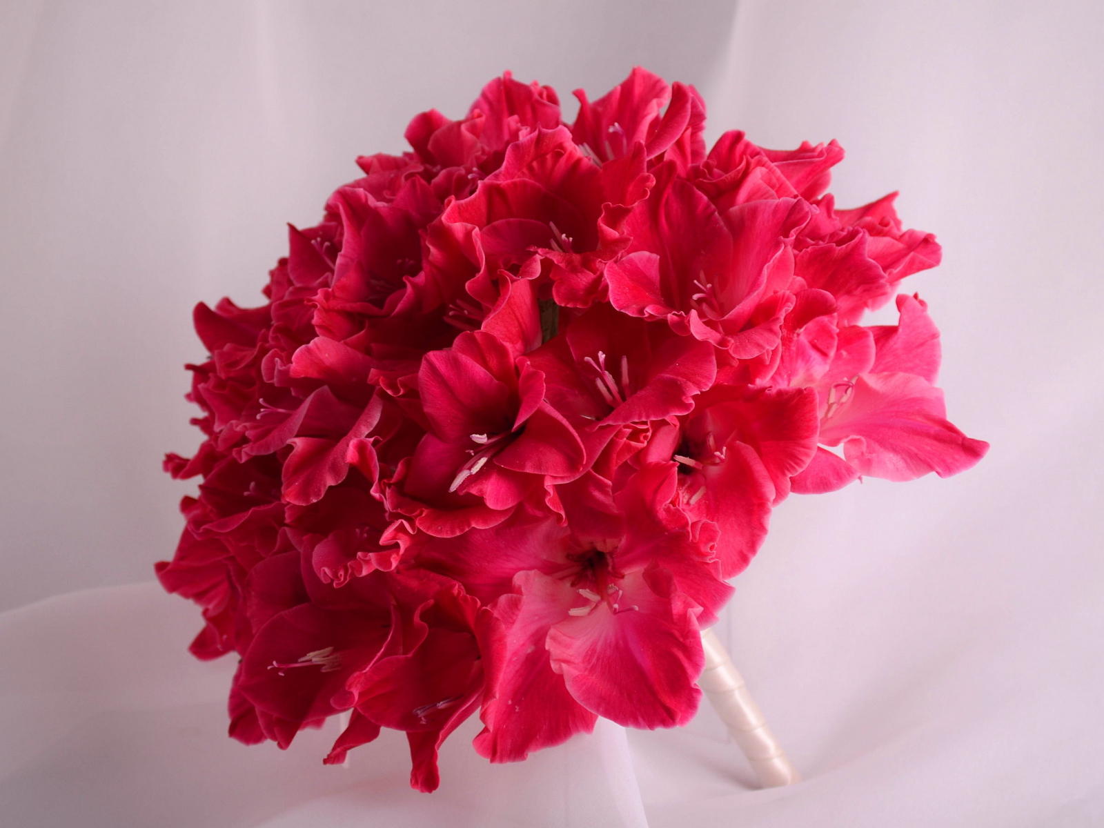 Красивый букет глаидоулс