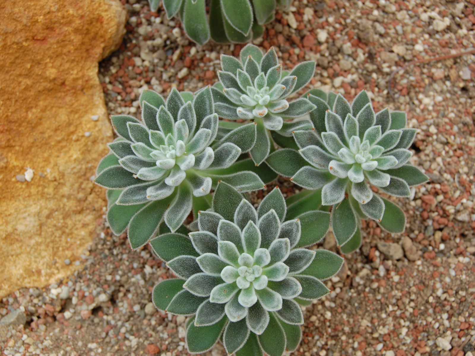 Красивый цветок эхеверия (эчеверия)  в саду