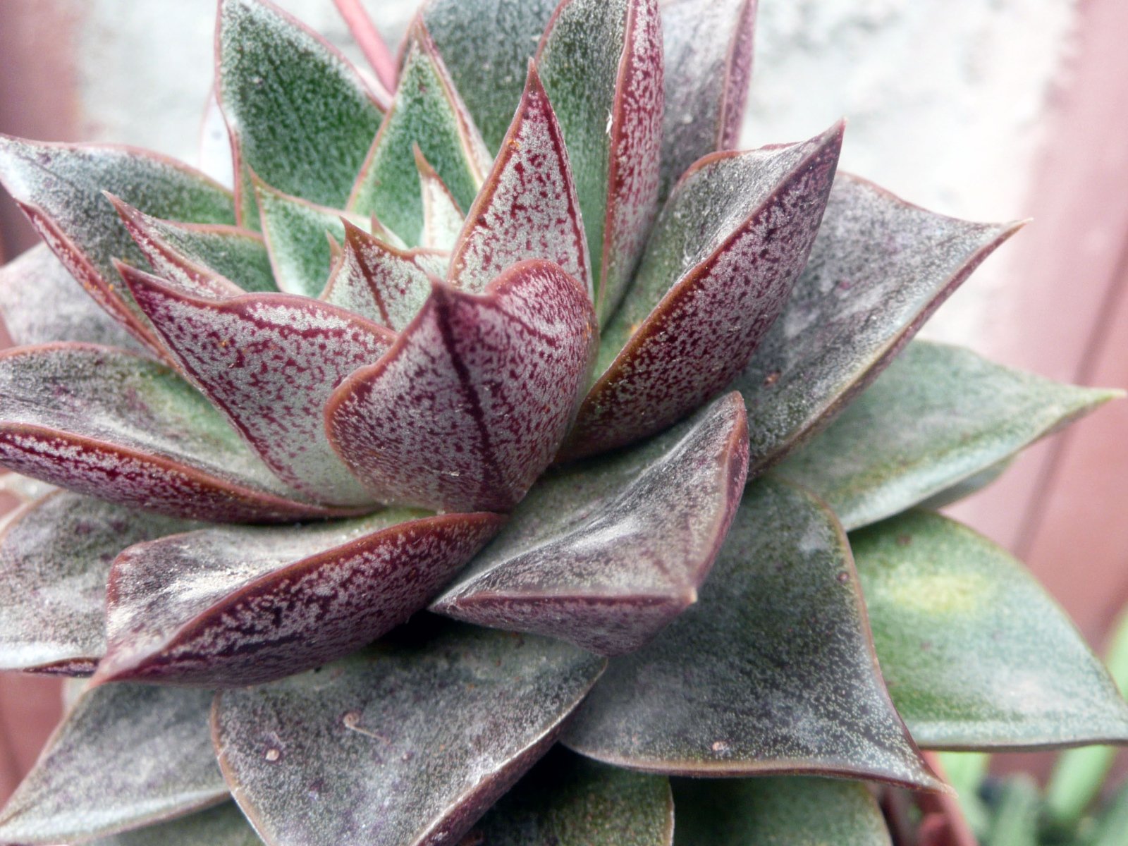 Красивый цветок эхеверия (эчеверия) в парке