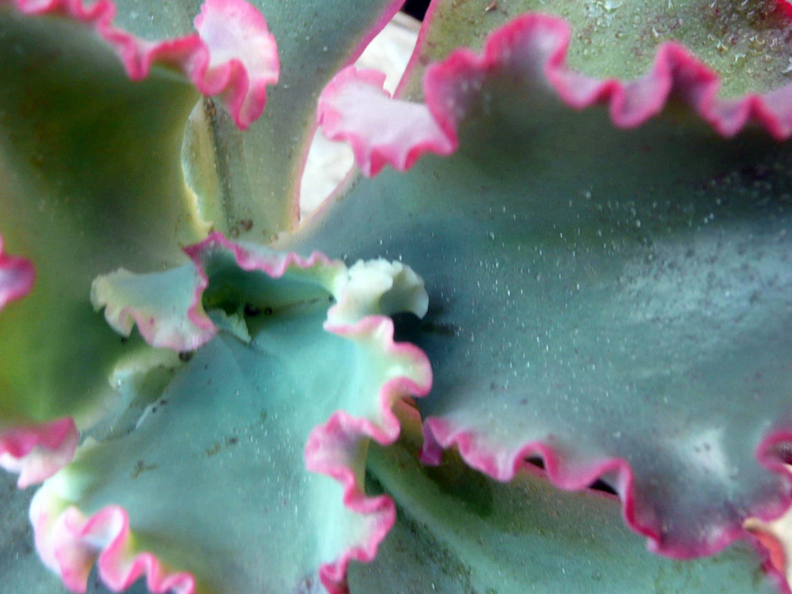 Красивый цветок эхеверия (эчеверия) на поляне