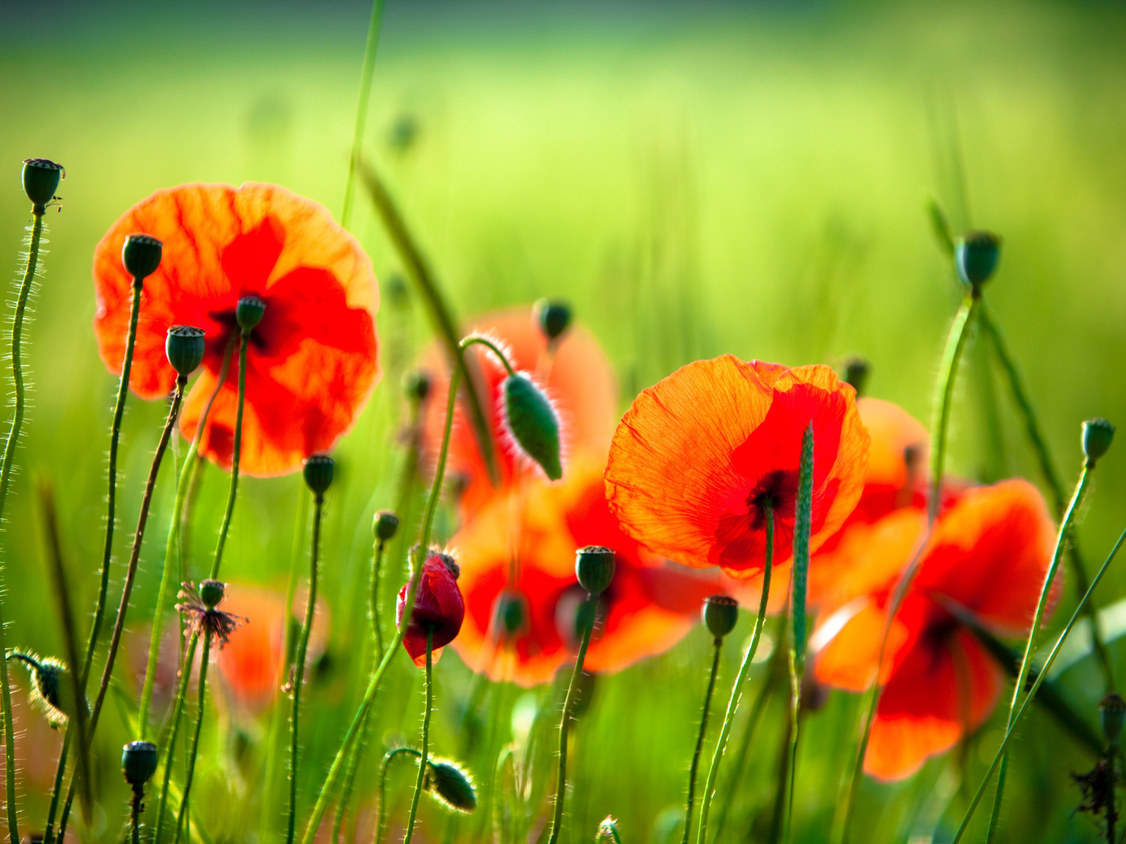 На солнце красивый цветок мак