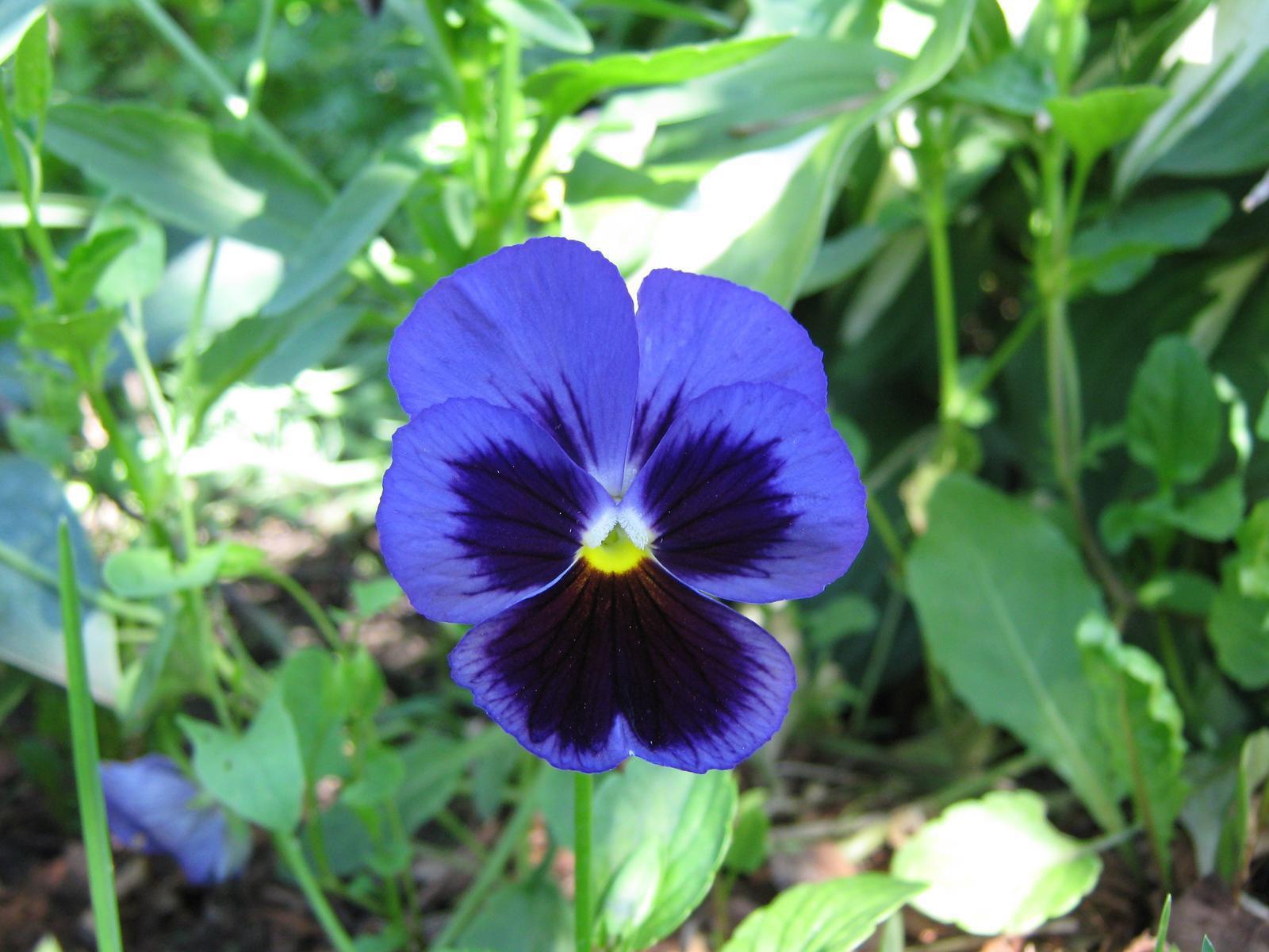 Красивый цветок анютины глазки