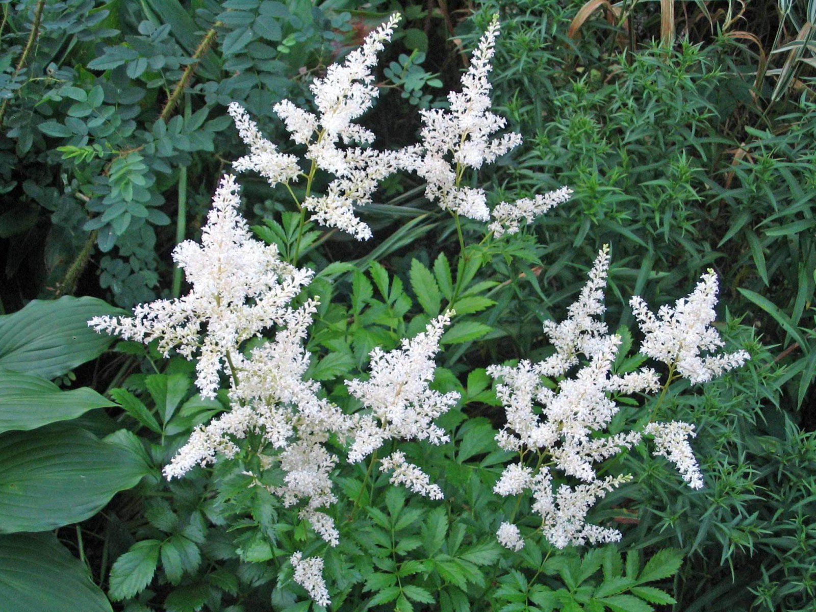 Красивые цветы астильба на клумбе в саду