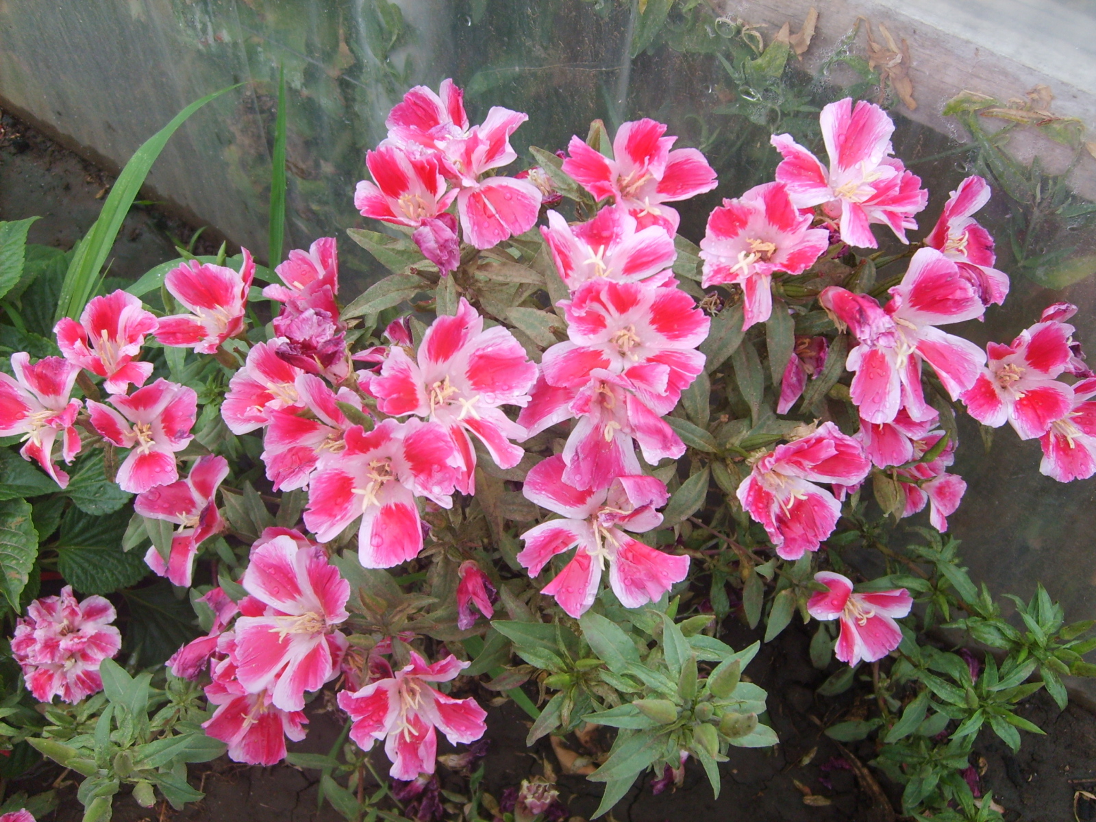 Красивые цветы кларкия (годеция) в парке