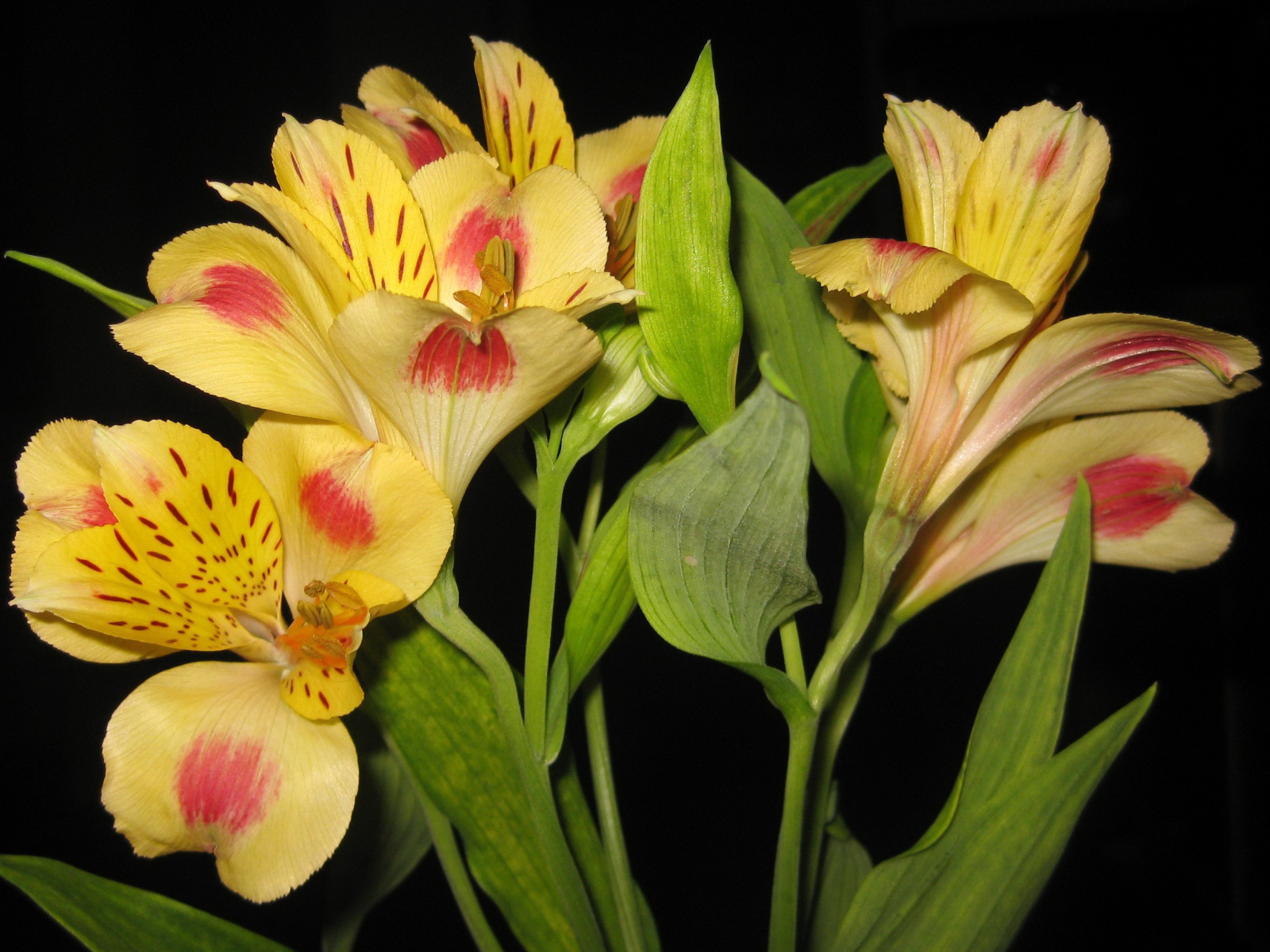 Красивые цветы альстремерия на поляне