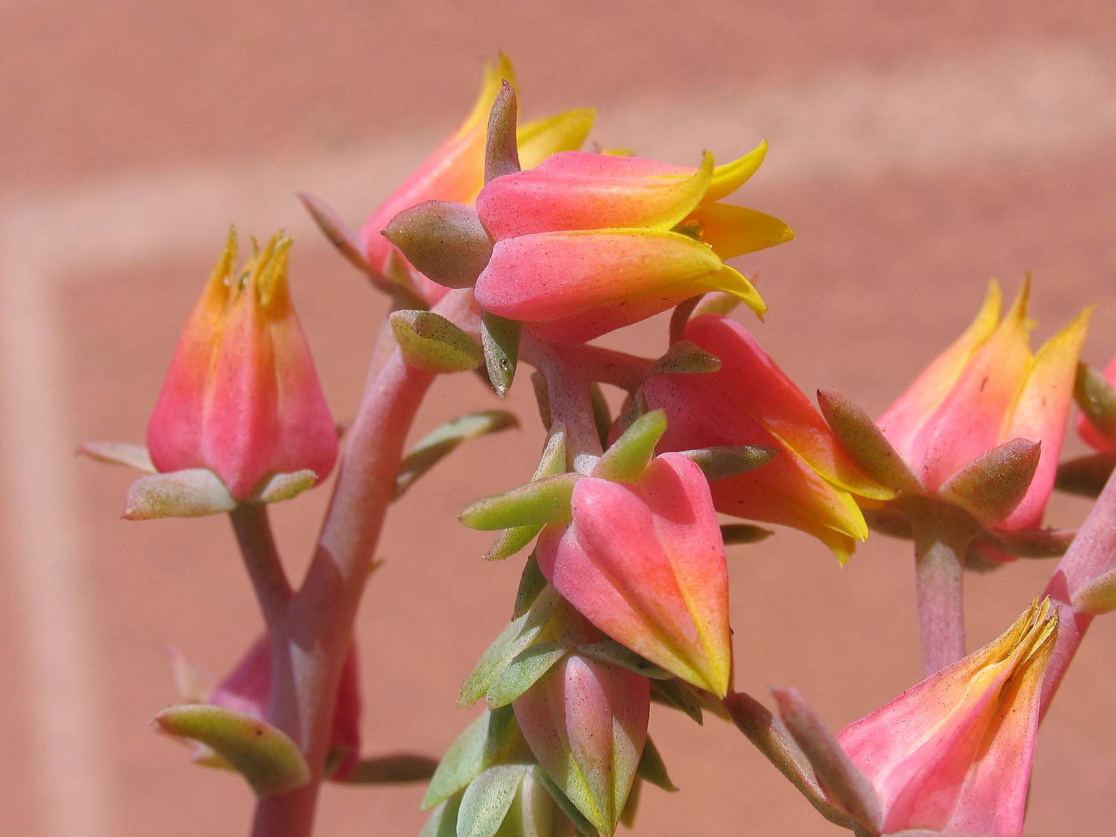 Красивые цветы эхеверия (эчеверия) на клумбе  в саду
